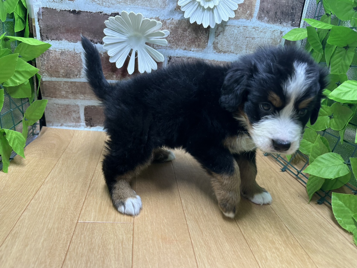 福島県のバーニーズマウンテンドッグ (ペッツワン白河モール店/2025年10月11日生まれ/男の子/ブラックラストホワイト)の子犬の2枚目の画像