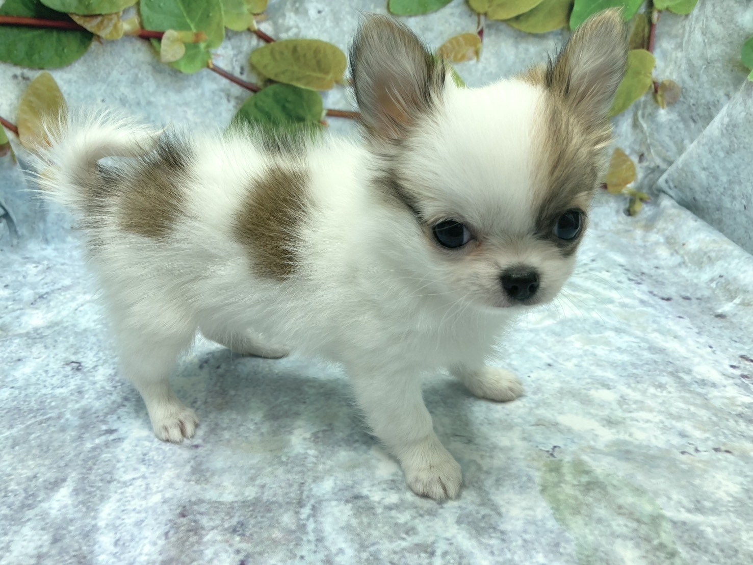 埼玉県のチワワ(ロング) (ペッツワン北本店/2025年10月4日生まれ/女の子/レッドホワイト)の子犬の3枚目の画像