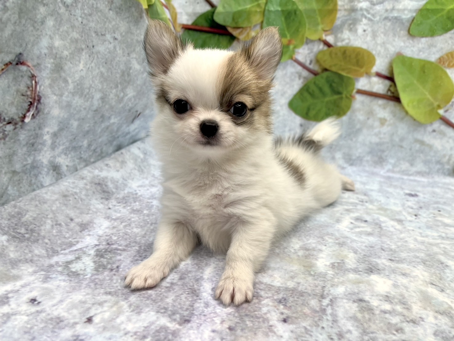 埼玉県のチワワ(ロング) (ペッツワン北本店/2025年10月4日生まれ/女の子/レッドホワイト)の子犬の2枚目の画像