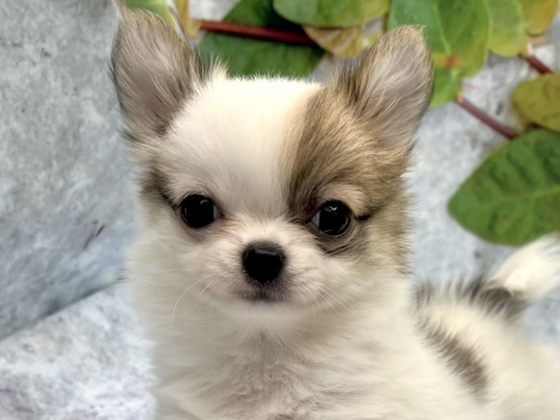 埼玉県のチワワ(ロング) (ペッツワン北本店/2025年10月4日生まれ/女の子/レッドホワイト)の子犬の1枚目の画像