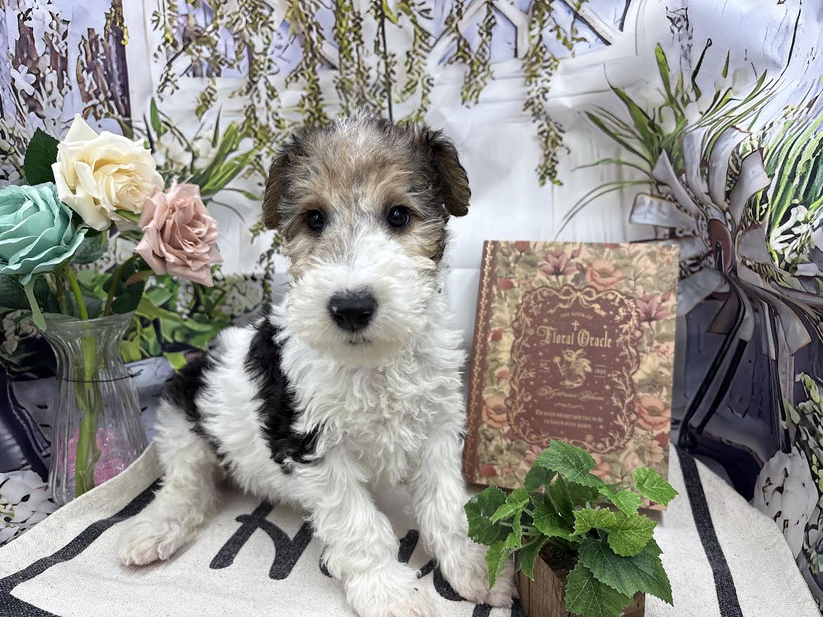 群馬県のワイアーフォックステリア (ペッツワン前橋小島田店/2025年10月11日生まれ/男の子/ホワイトブラックタン)の子犬