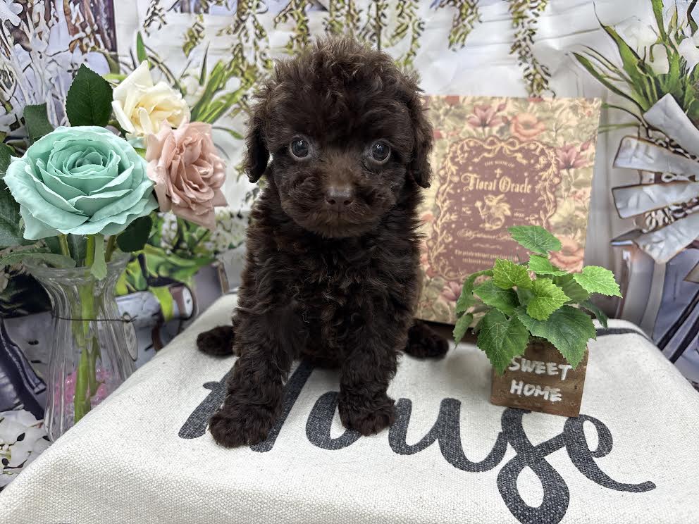 群馬県のトイプードル(トイ) (ペッツワン前橋小島田店/2025年10月5日生まれ/女の子/ブラウン)の子犬