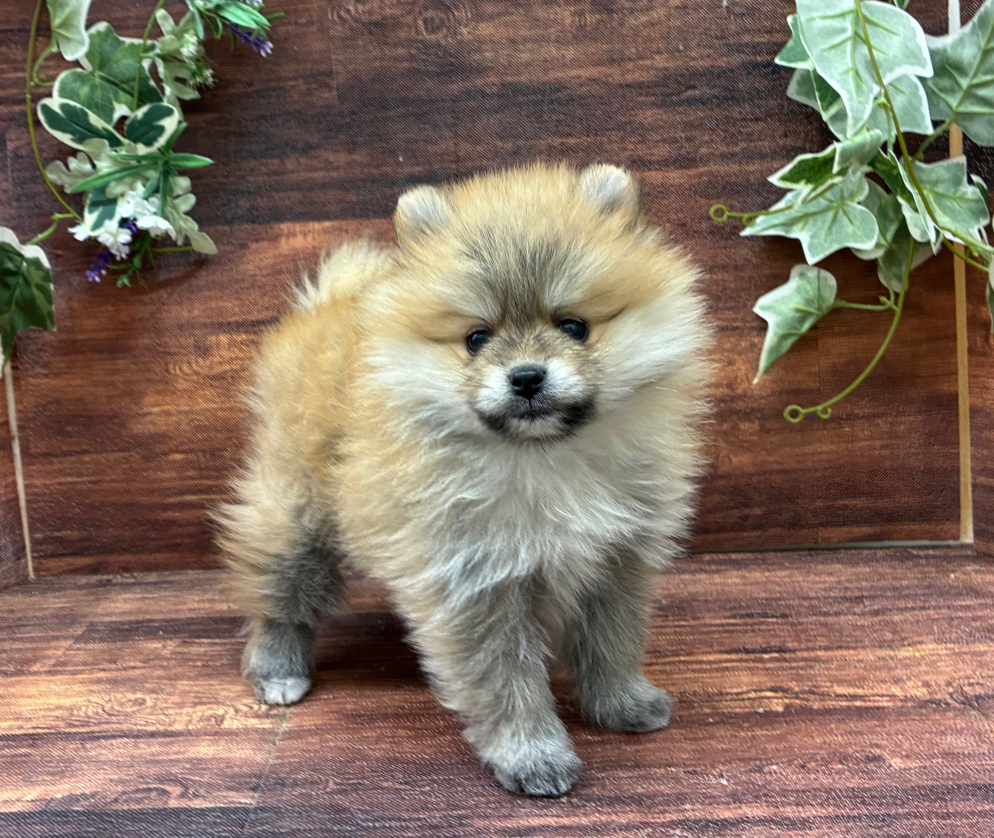 千葉県のポメラニアン (ペッツワン市原店/2025年10月3日生まれ/女の子/オレンジ)の子犬の2枚目の画像