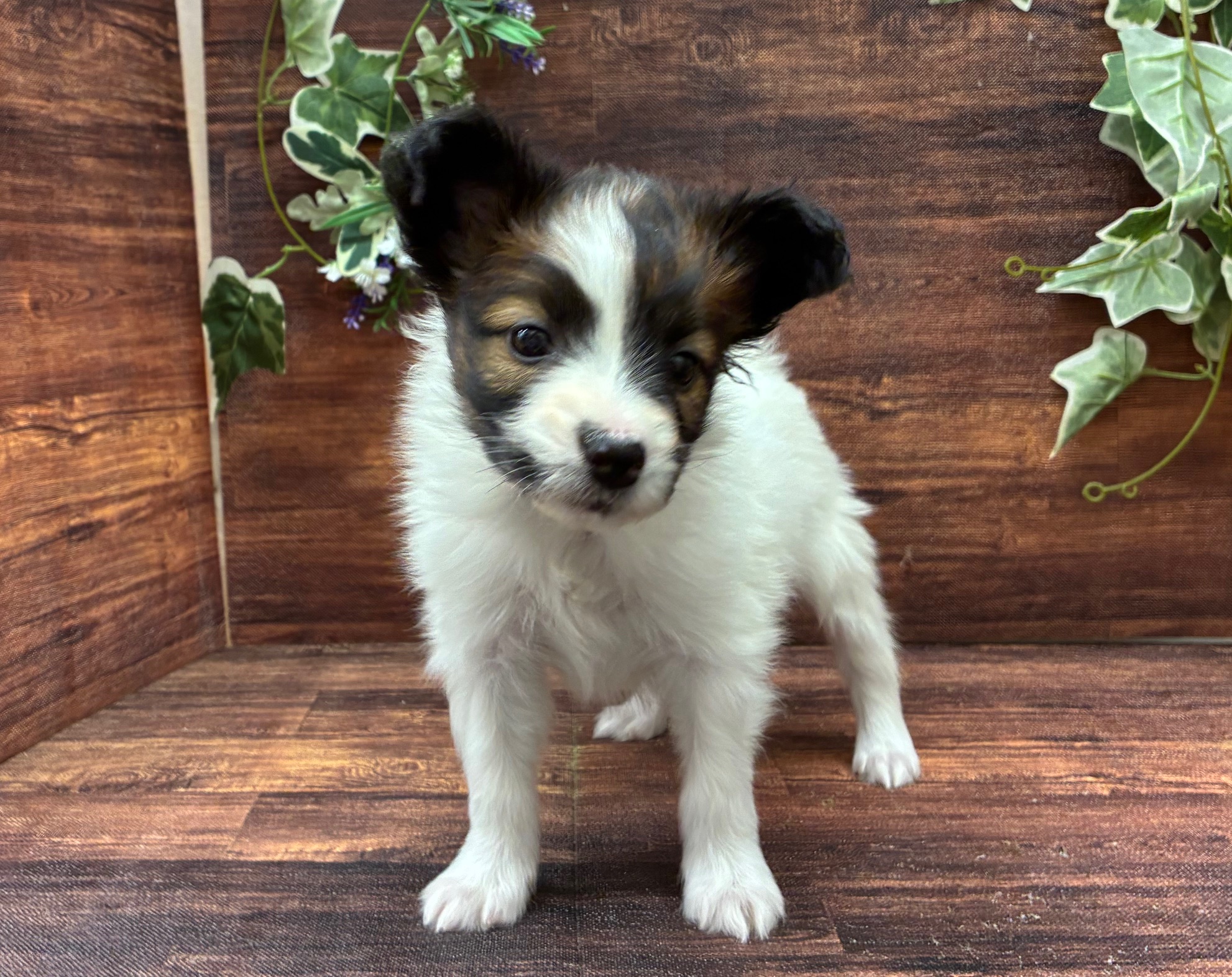 千葉県のパピヨン (ペッツワン市原店/2025年10月3日生まれ/女の子/ホワイトブラウン)の子犬の1枚目の画像