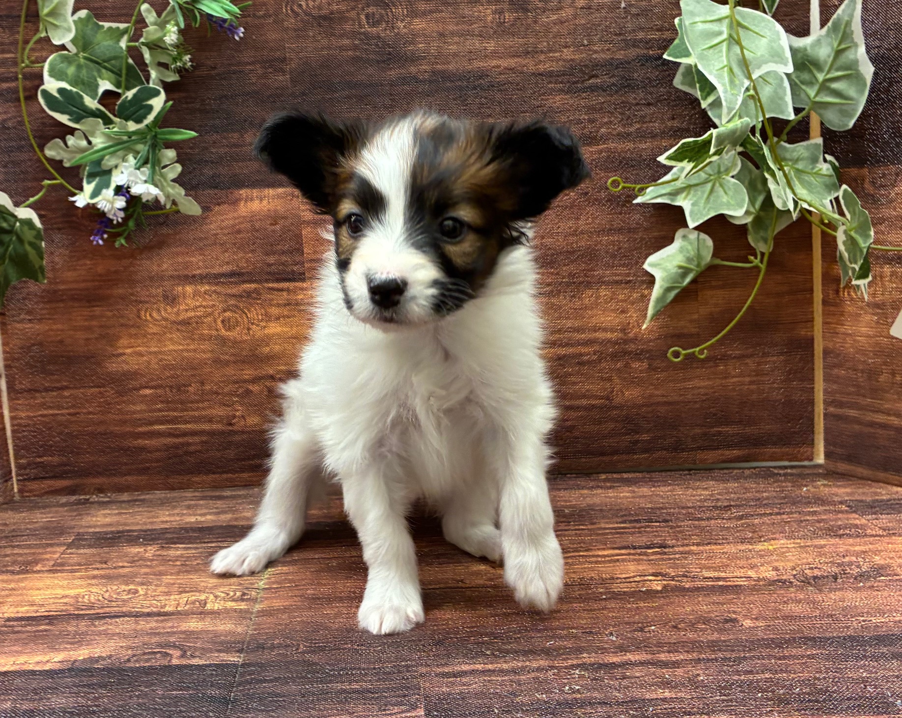 千葉県のパピヨン (ペッツワン市原店/2025年10月3日生まれ/女の子/ホワイトブラウン)の子犬の2枚目の画像