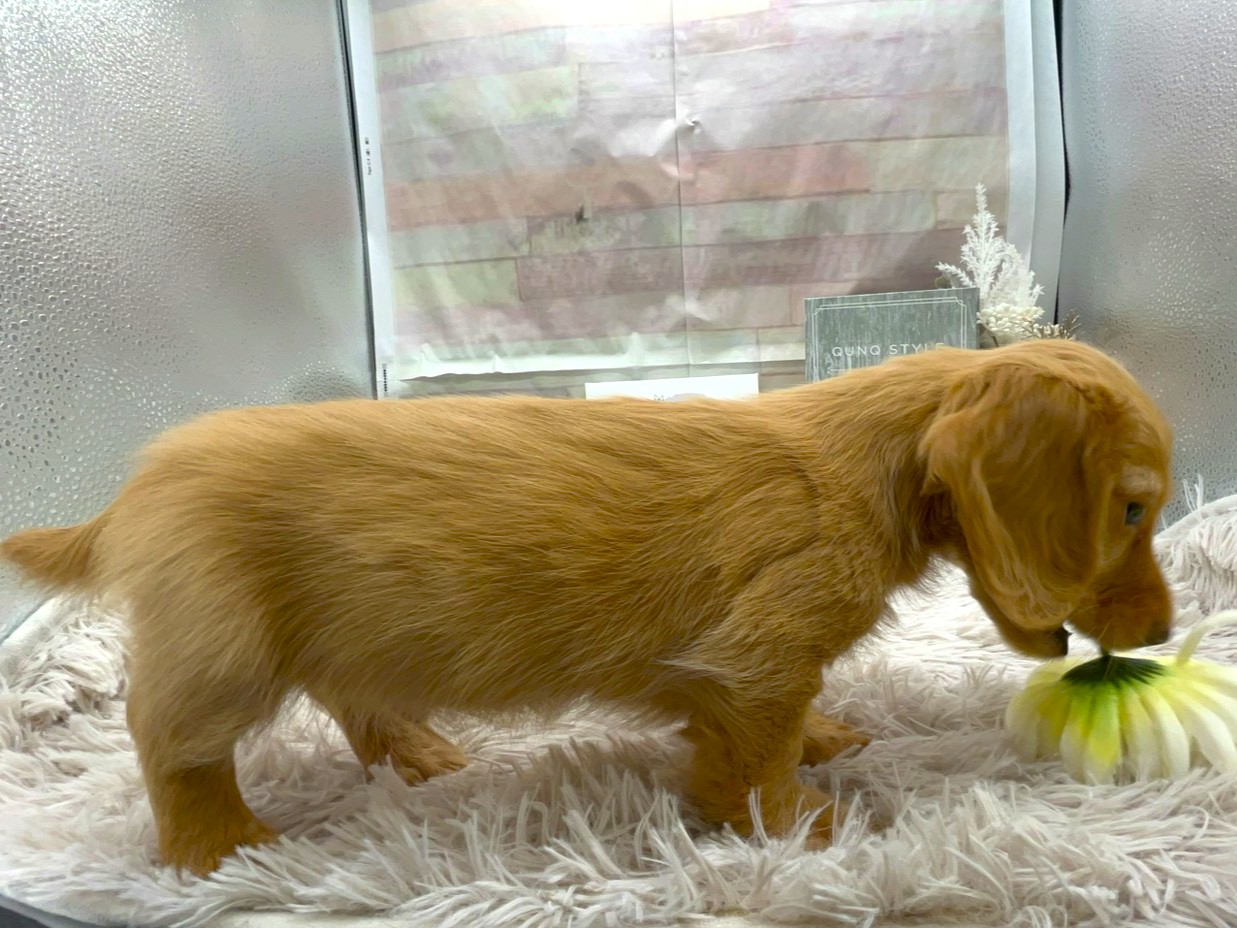 静岡県のハーフ犬・ミックス犬 (ペッツワン掛川店/2025年9月21日生まれ/男の子/ゴールド)の子犬の2枚目の画像