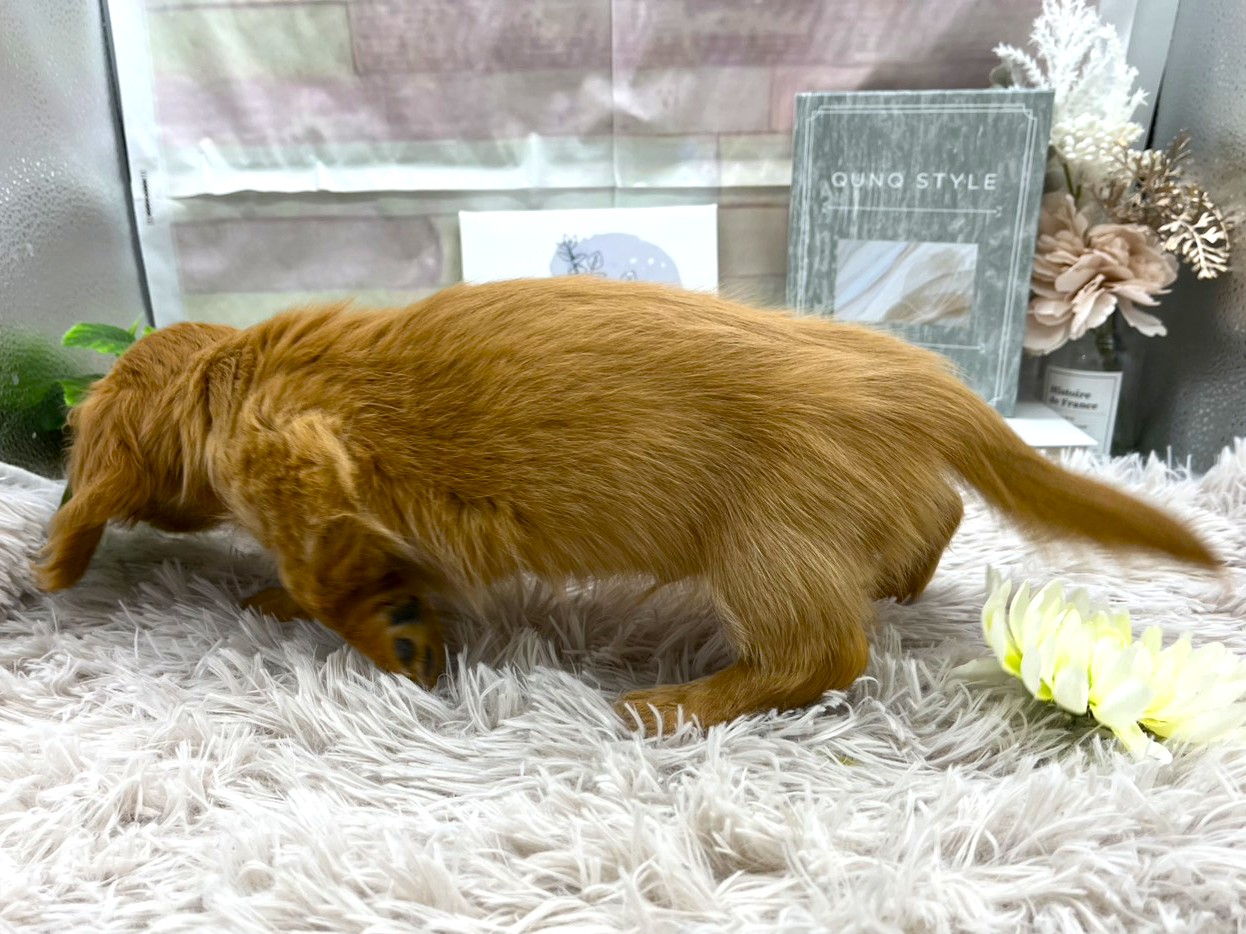 静岡県のハーフ犬・ミックス犬 (ペッツワン掛川店/2025年9月21日生まれ/男の子/ゴールド)の子犬の3枚目の画像