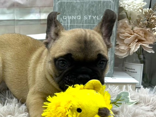 静岡県のフレンチブルドッグ (ペッツワン掛川店/2025年10月8日生まれ/男の子/フォーン)の子犬の1枚目の画像