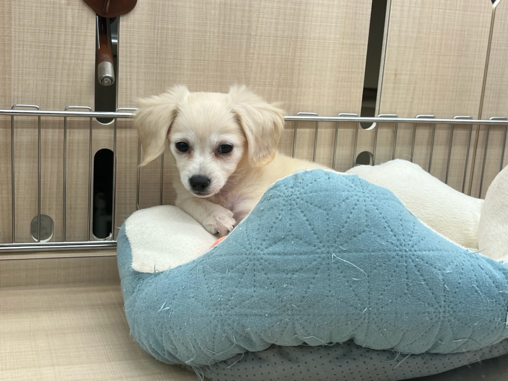 千葉県のハーフ犬・ミックス犬 (ペッツワン富津店/2025年9月18日生まれ/女の子/クリーム)の子犬の3枚目の画像