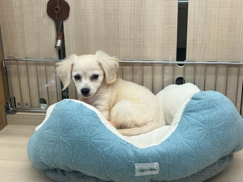 千葉県のハーフ犬・ミックス犬 (ペッツワン富津店/2025年9月18日生まれ/女の子/クリーム)の子犬の2枚目の画像