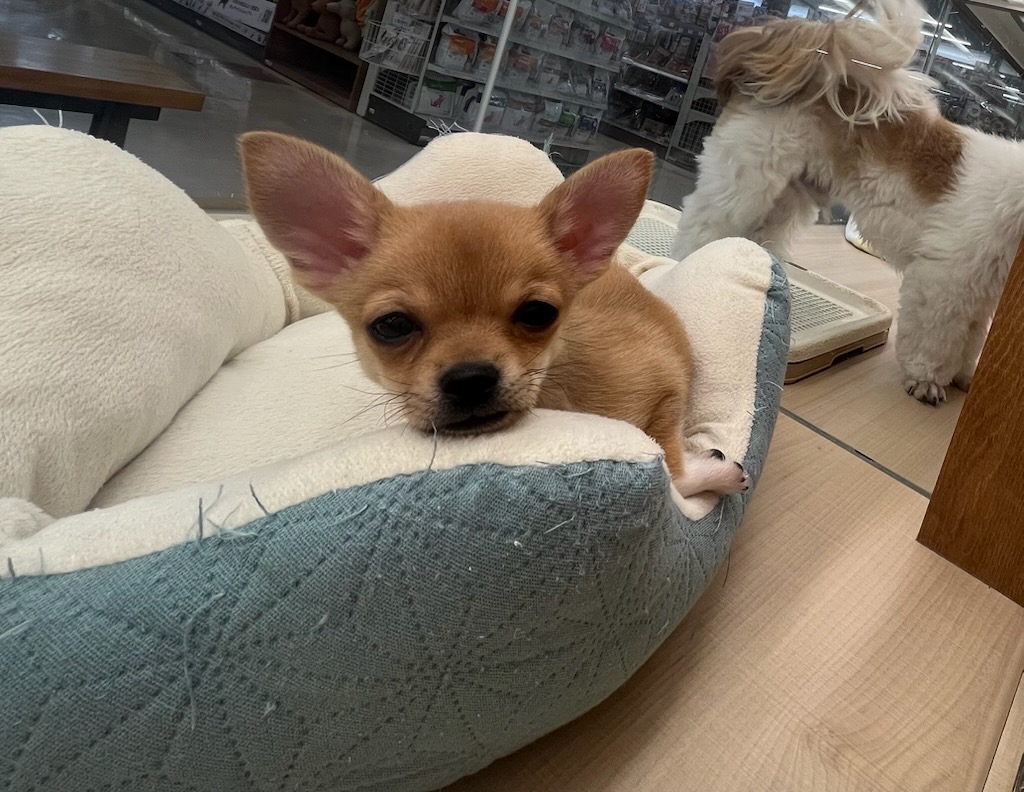 千葉県のチワワ(ロング) (ペッツワン富津店/2025年9月19日生まれ/男の子/レッド)の子犬の3枚目の画像