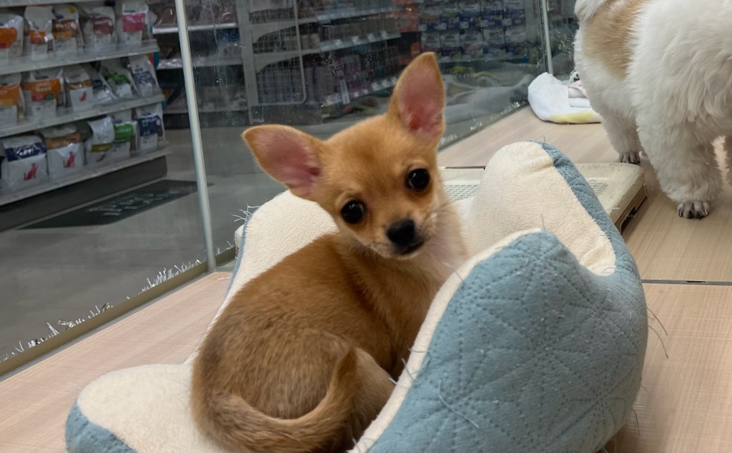 千葉県のチワワ(ロング) (ペッツワン富津店/2025年9月19日生まれ/男の子/レッド)の子犬の2枚目の画像