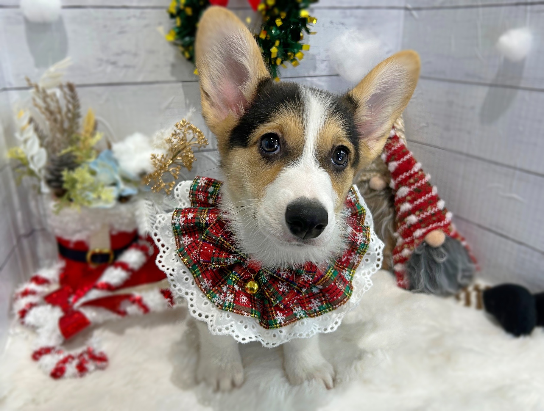 滋賀県のウェルシュコーギーペンブローク (ペッツワン堅田店/2025年10月10日生まれ/男の子/ブラックタンホワイト)の子犬の3枚目の画像