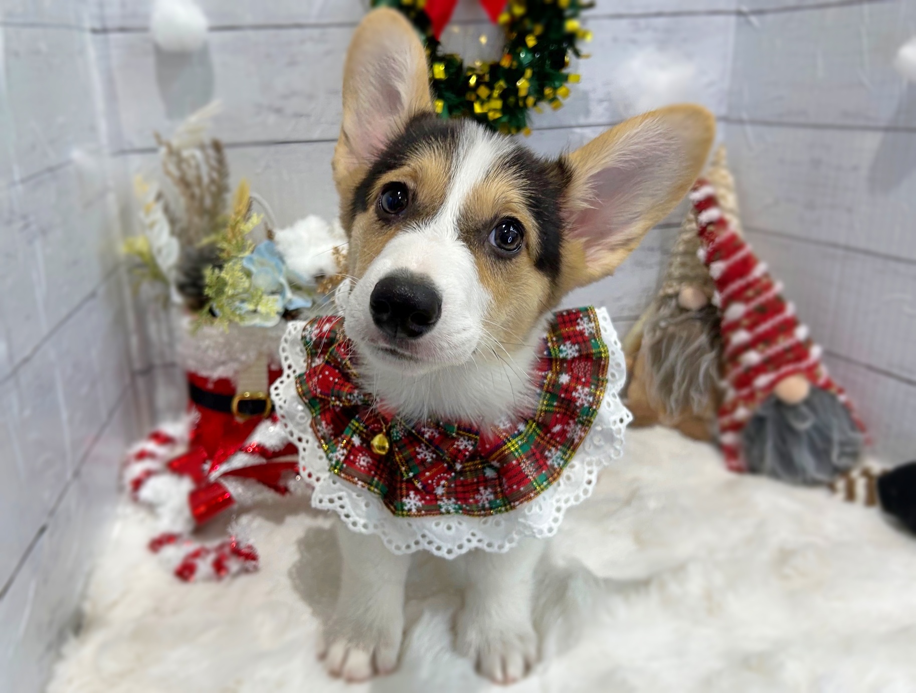 滋賀県のウェルシュコーギーペンブローク (ペッツワン堅田店/2025年10月10日生まれ/男の子/ブラックタンホワイト)の子犬の1枚目の画像