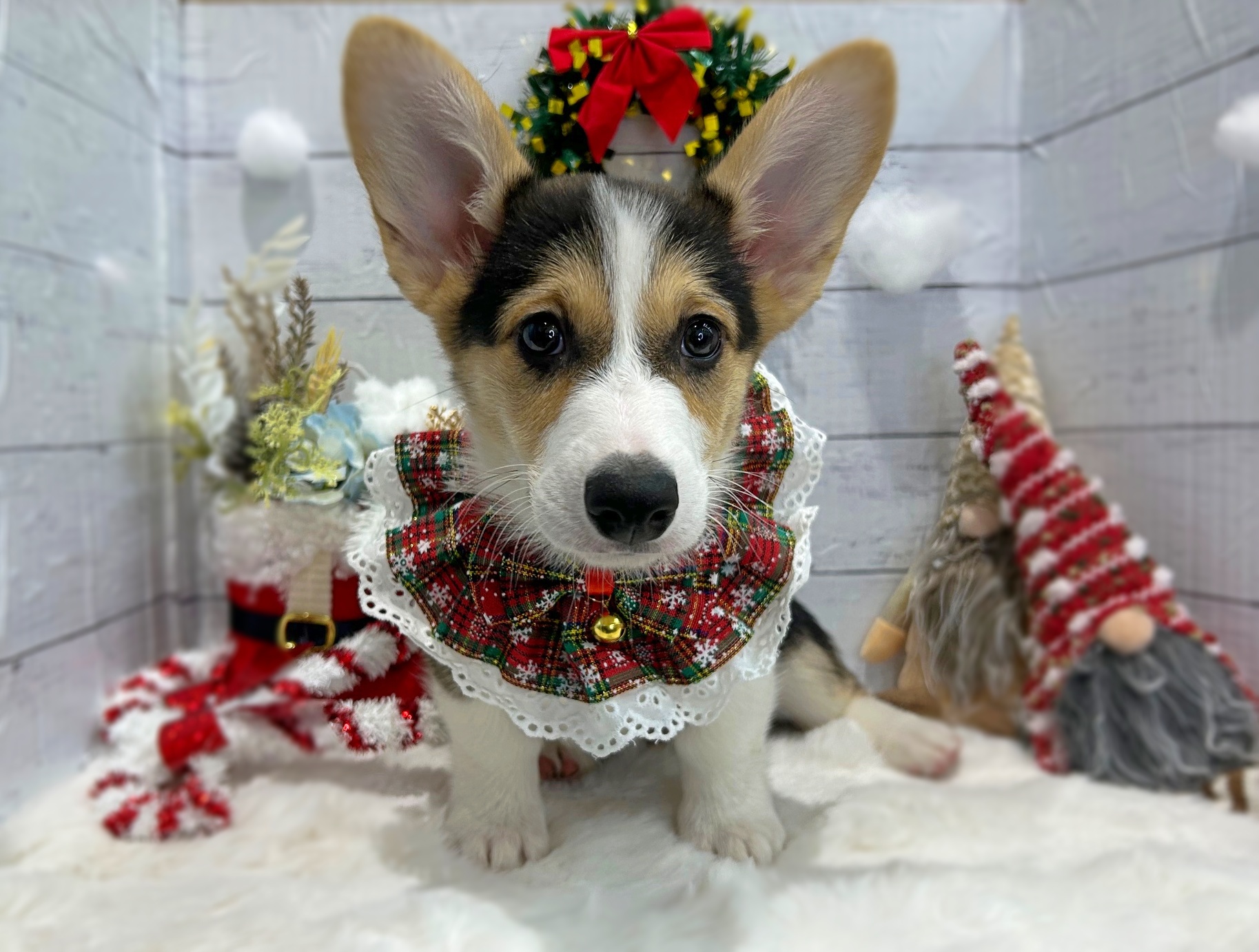 滋賀県のウェルシュコーギーペンブローク (ペッツワン堅田店/2025年10月10日生まれ/男の子/ブラックタンホワイト)の子犬の2枚目の画像