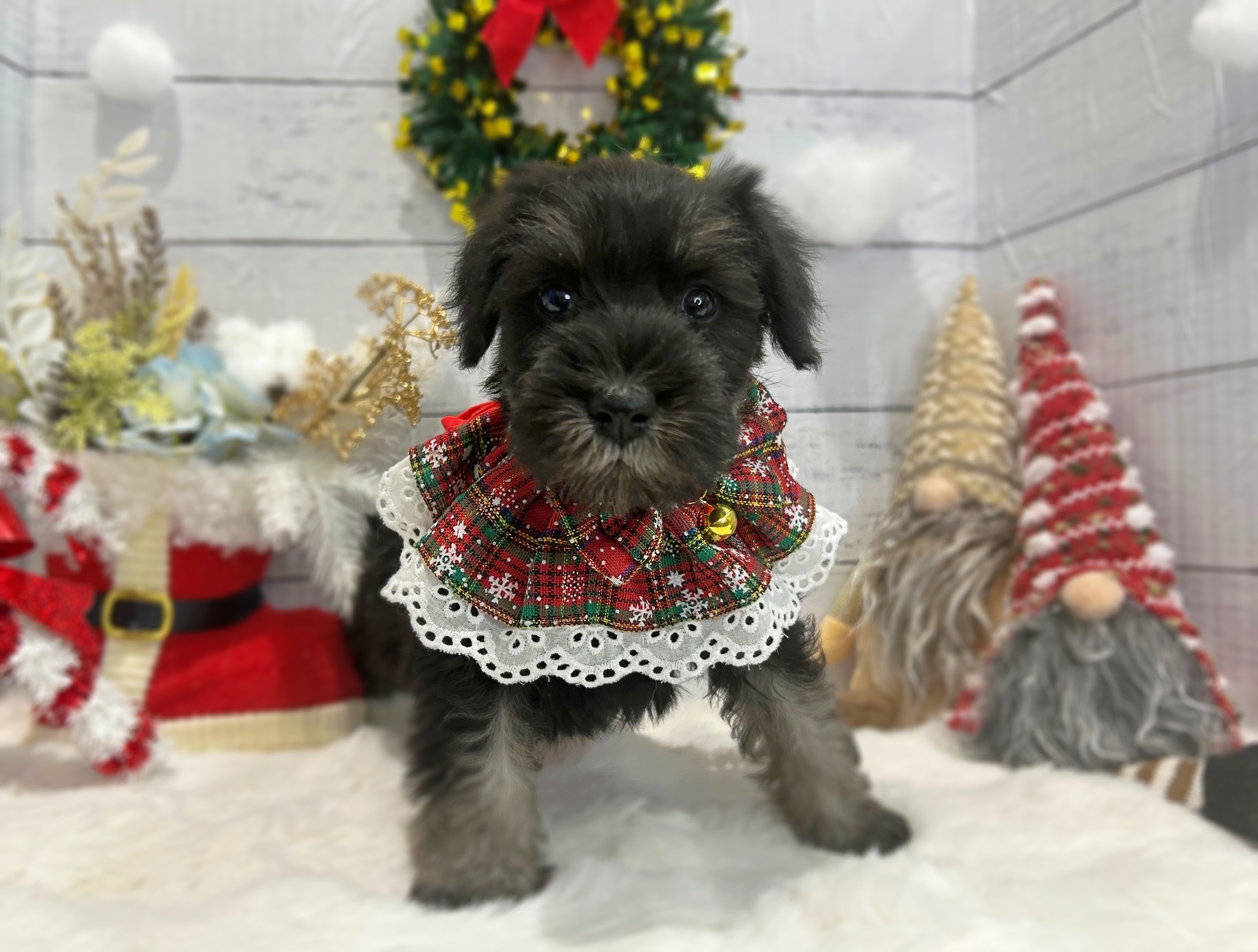 滋賀県のミニチュアシュナウザー (ペッツワン堅田店/2025年10月4日生まれ/男の子/ブラックシルバー)の子犬の2枚目の画像