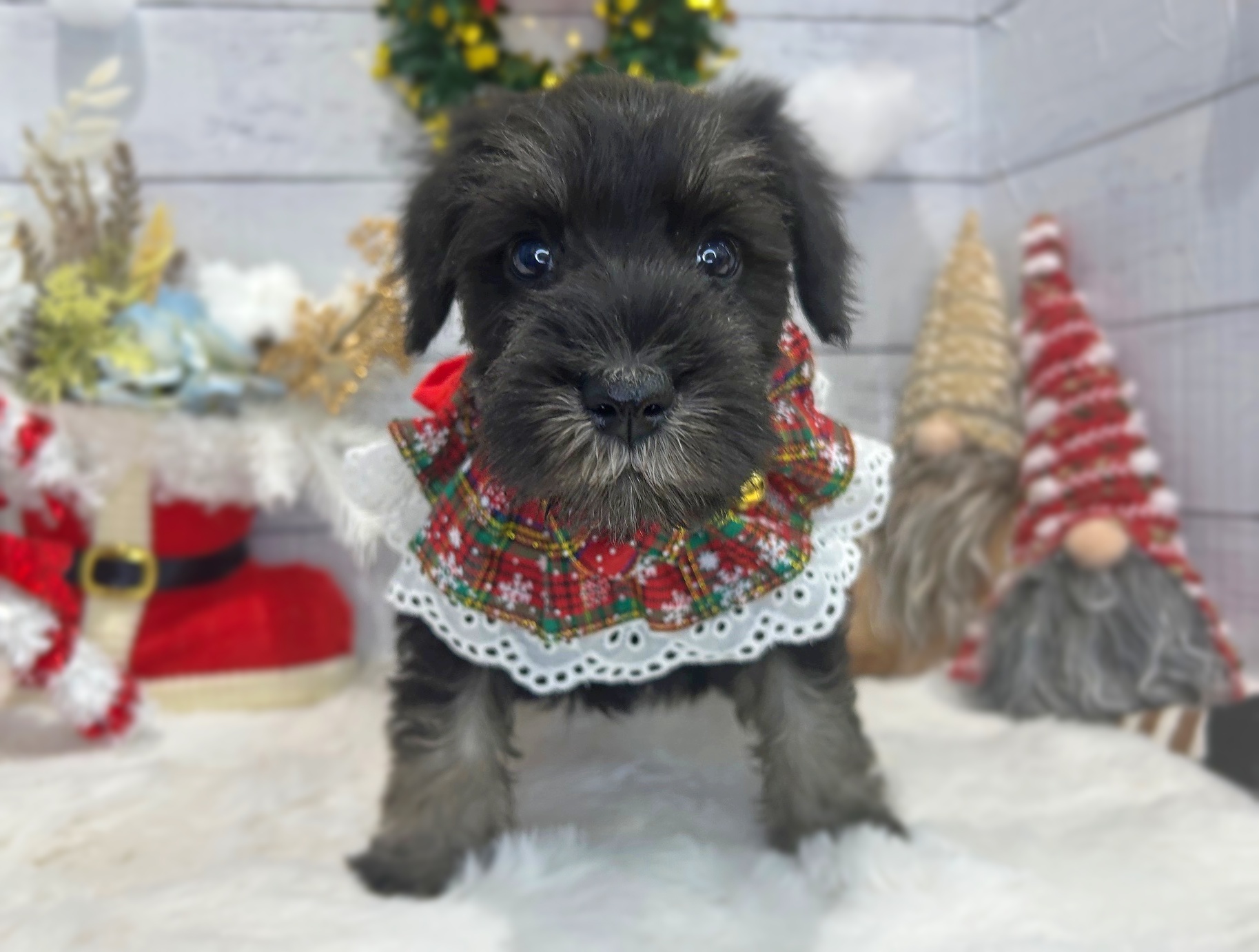 滋賀県のミニチュアシュナウザー (ペッツワン堅田店/2025年10月4日生まれ/男の子/ブラックシルバー)の子犬の1枚目の画像