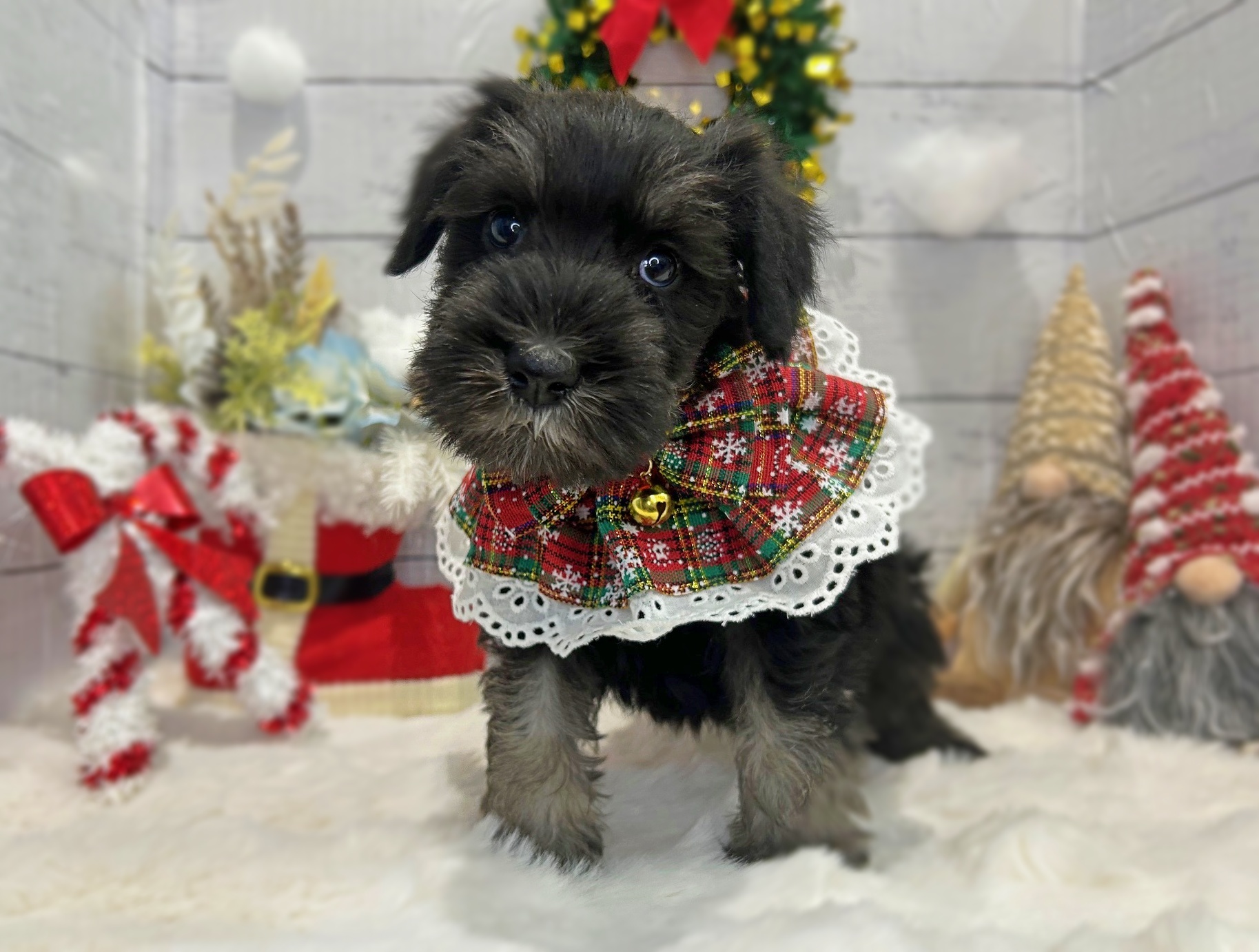 滋賀県のミニチュアシュナウザー (ペッツワン堅田店/2025年10月4日生まれ/男の子/ブラックシルバー)の子犬の3枚目の画像