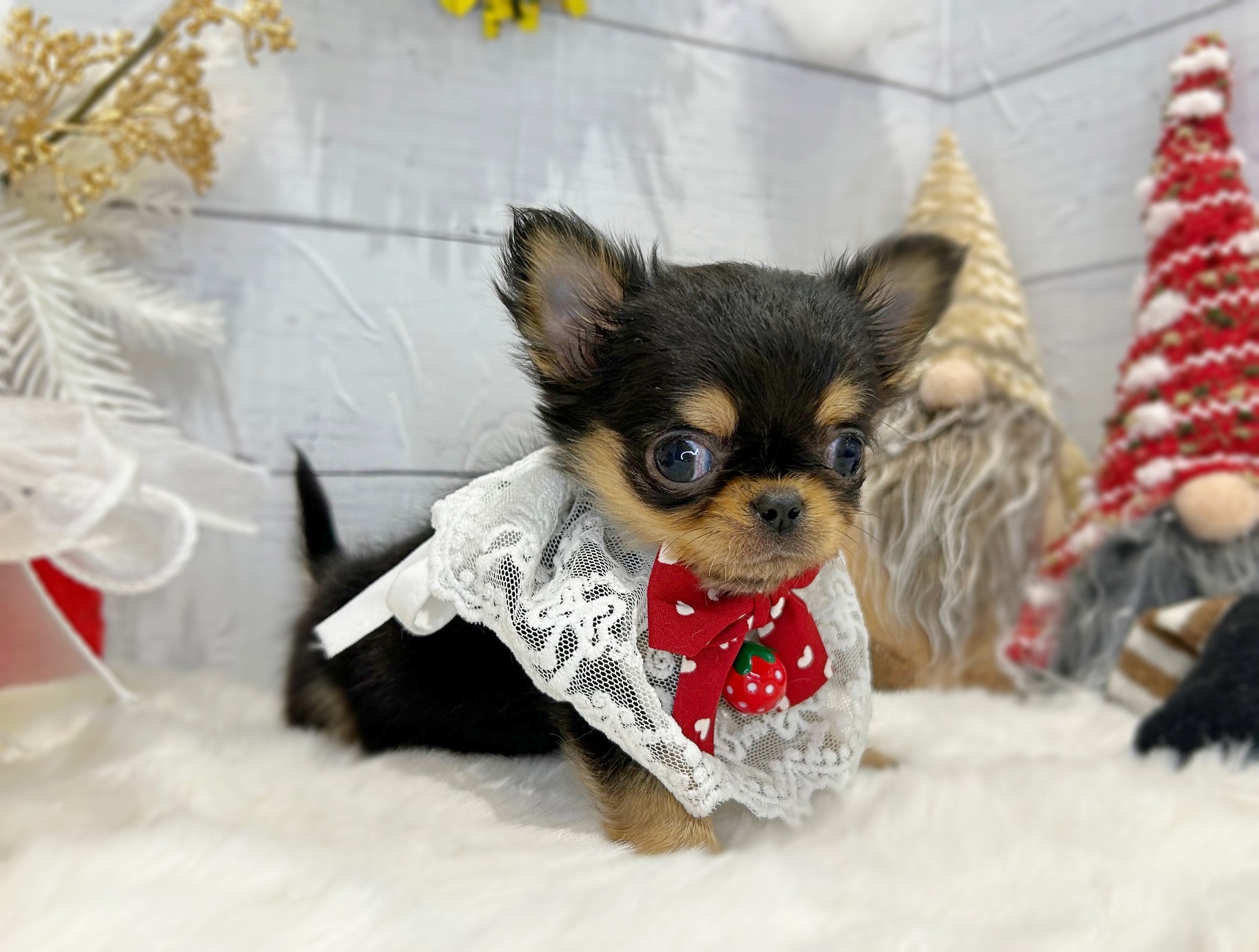 滋賀県のチワワ(ロング) (ペッツワン堅田店/2025年10月8日生まれ/女の子/ブラックタン)の子犬の3枚目の画像