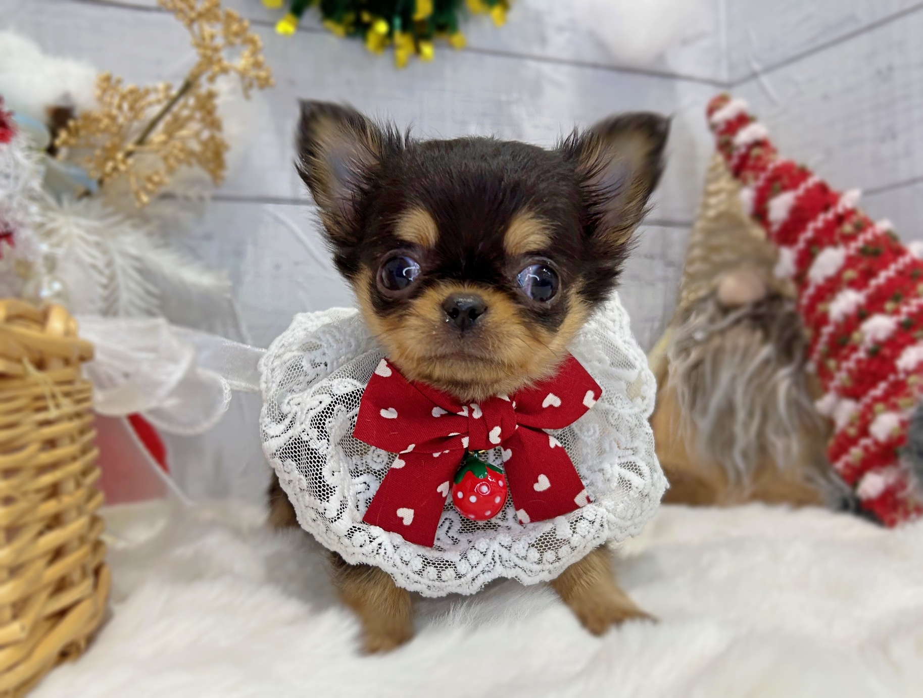 滋賀県のチワワ(ロング) (ペッツワン堅田店/2025年10月8日生まれ/女の子/ブラックタン)の子犬の2枚目の画像