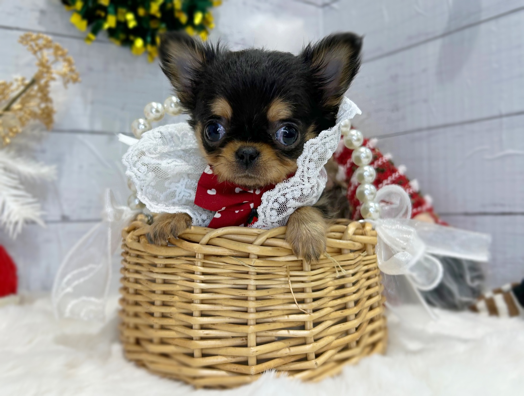 滋賀県のチワワ(ロング) (ペッツワン堅田店/2025年10月8日生まれ/女の子/ブラックタン)の子犬