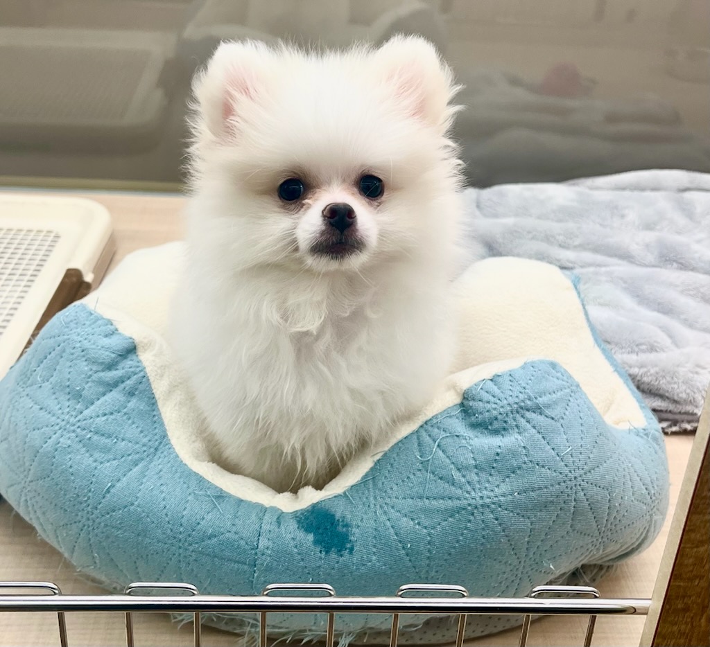 千葉県のポメラニアン (ペッツワン富津店/2025年8月15日生まれ/女の子/ホワイトクリーム)の子犬の2枚目の画像