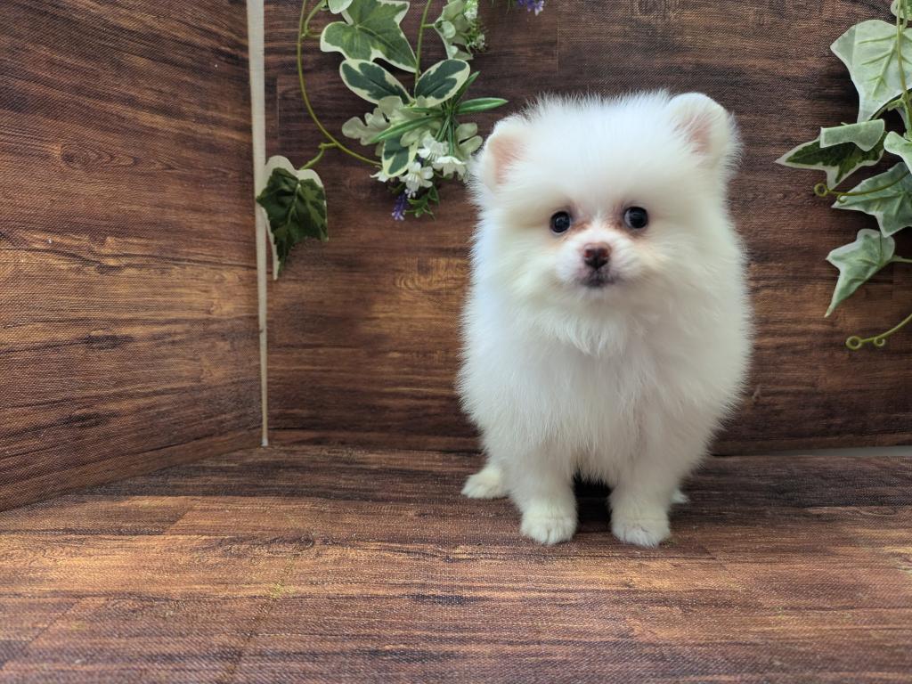 千葉県のポメラニアン (ペッツワン富津店/2025年8月15日生まれ/女の子/ホワイトクリーム)の子犬の3枚目の画像