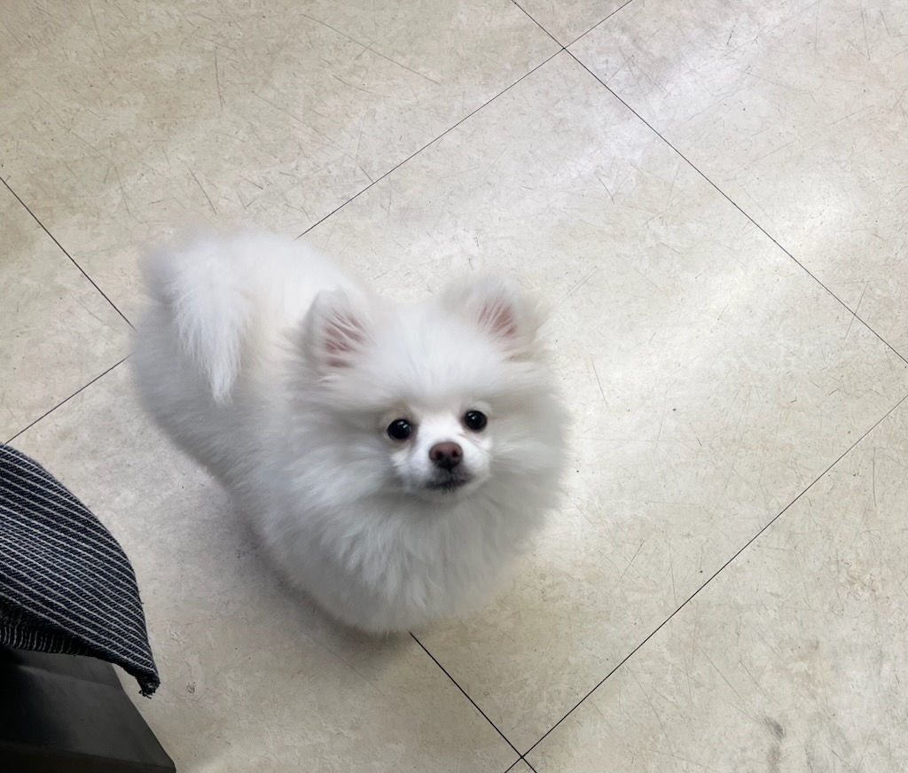 千葉県のポメラニアン (ペッツワン富津店/2025年8月15日生まれ/女の子/ホワイトクリーム)の子犬の1枚目の画像