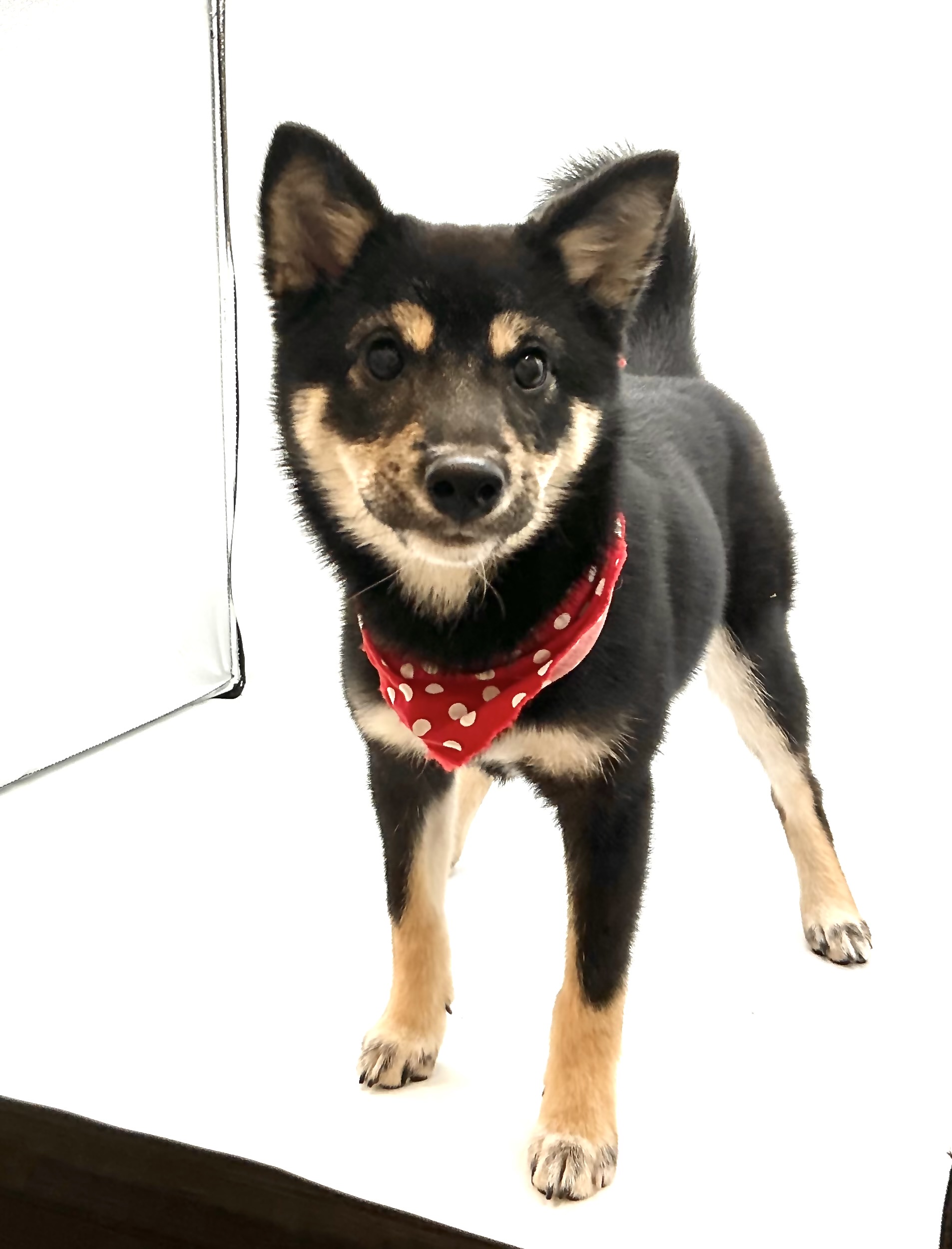 埼玉県の柴犬(標準サイズ) (ペッツワン鶴ヶ島店/2025年7月6日生まれ/女の子/黒)の子犬の1枚目の画像