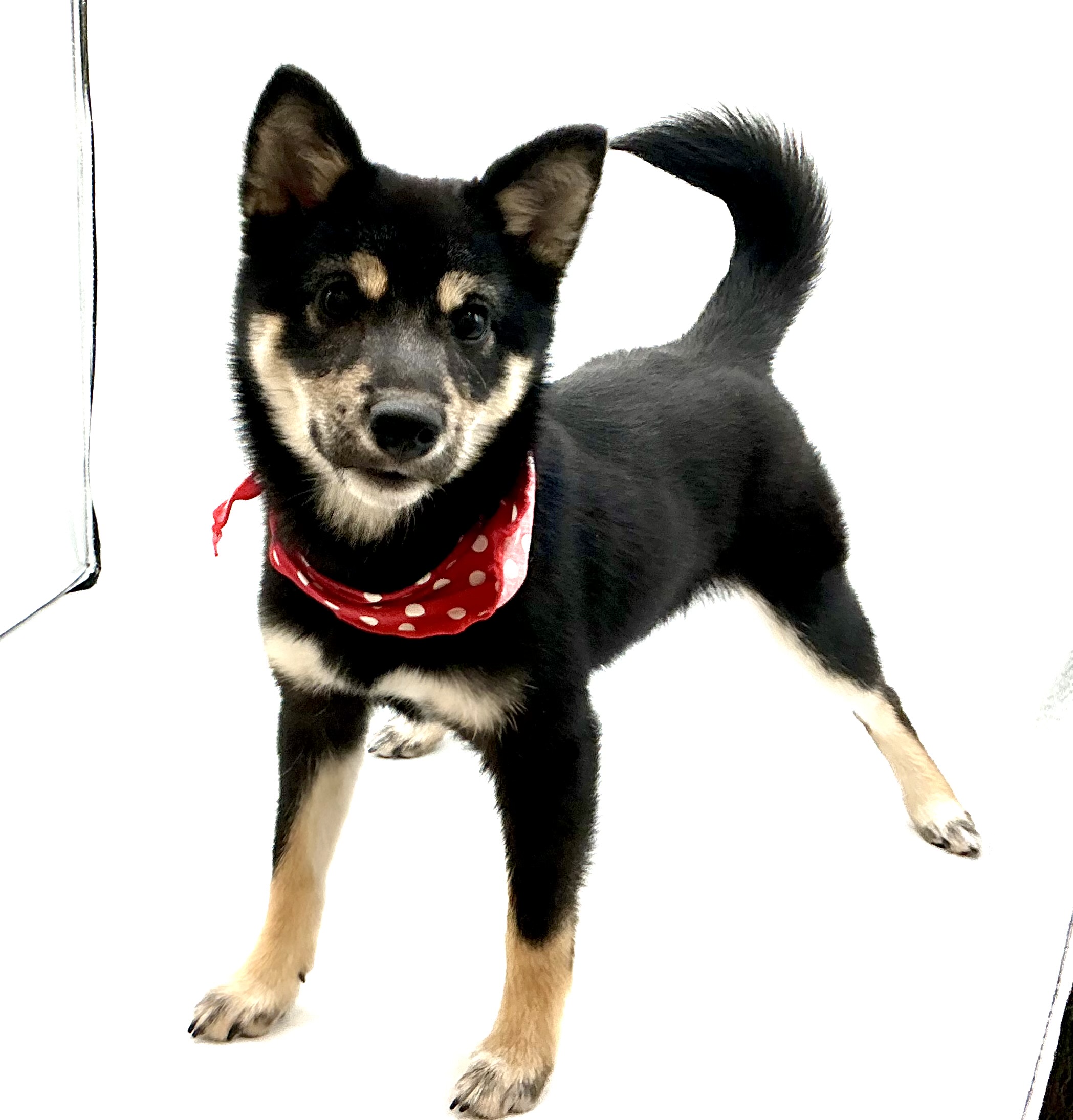 埼玉県の柴犬(標準サイズ) (ペッツワン鶴ヶ島店/2025年7月6日生まれ/女の子/黒)の子犬の2枚目の画像