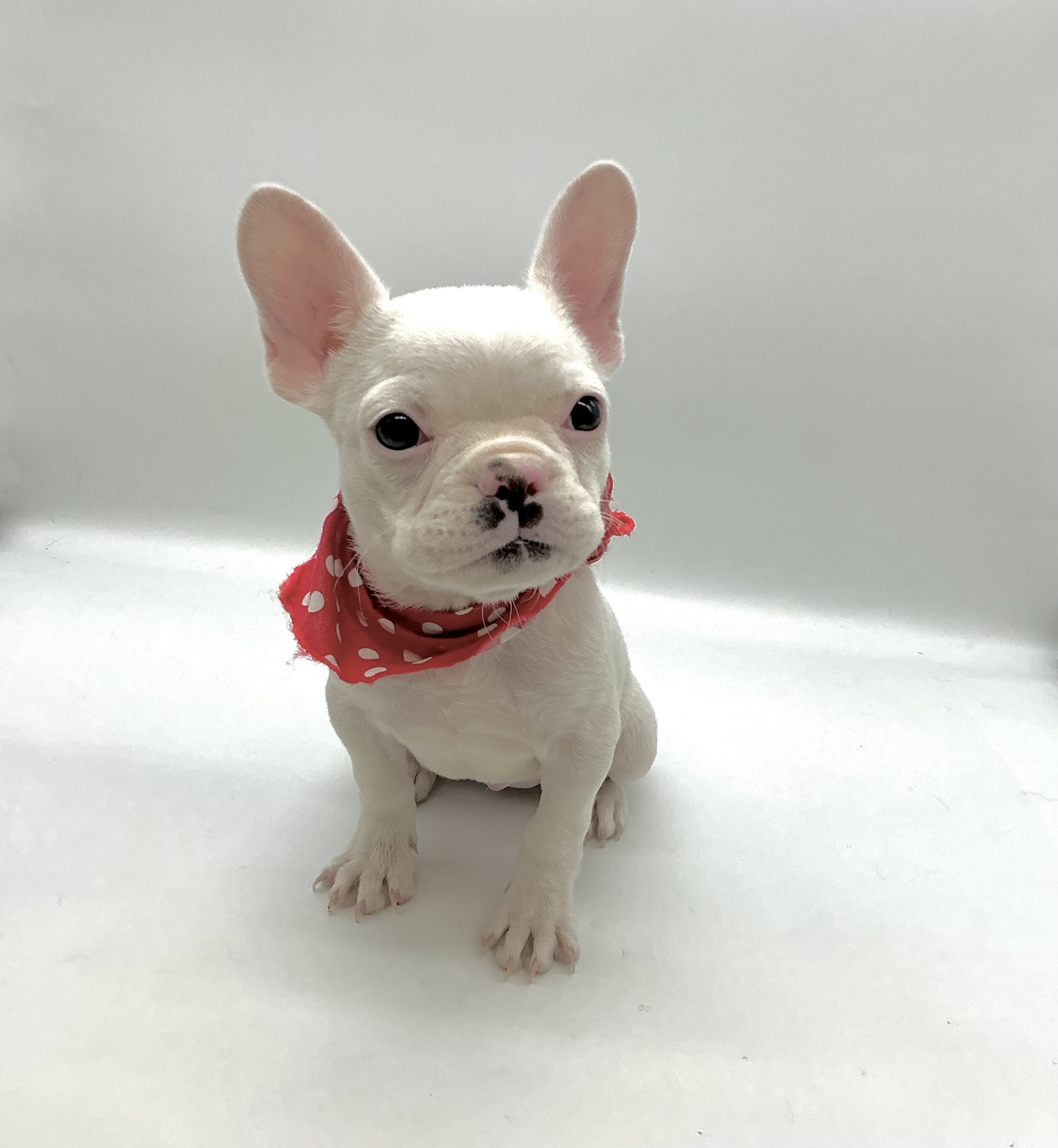 埼玉県のフレンチブルドッグ (ペッツワン鶴ヶ島店/2025年9月23日生まれ/女の子/クリーム)の子犬の1枚目の画像