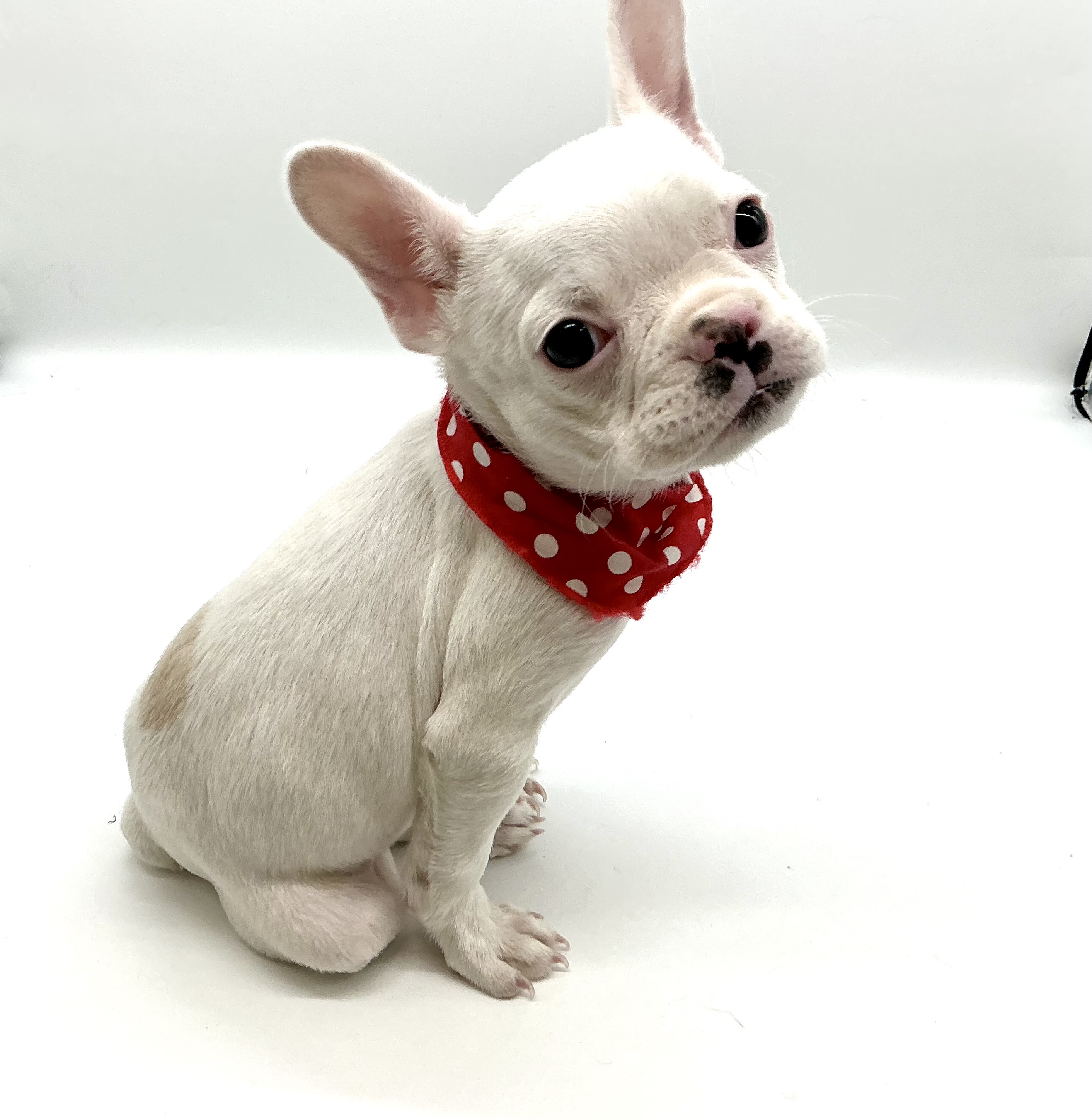 埼玉県のフレンチブルドッグ (ペッツワン鶴ヶ島店/2025年9月23日生まれ/女の子/クリーム)の子犬の2枚目の画像