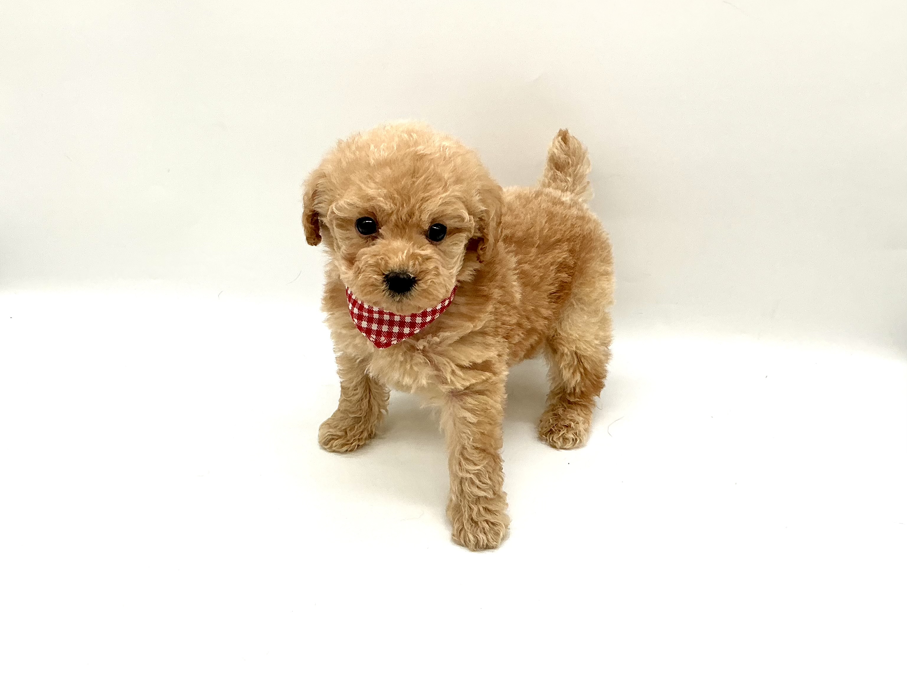 埼玉県のトイプードル(トイ) (ペッツワン鶴ヶ島店/2025年10月12日生まれ/男の子/アプリコット)の子犬の2枚目の画像