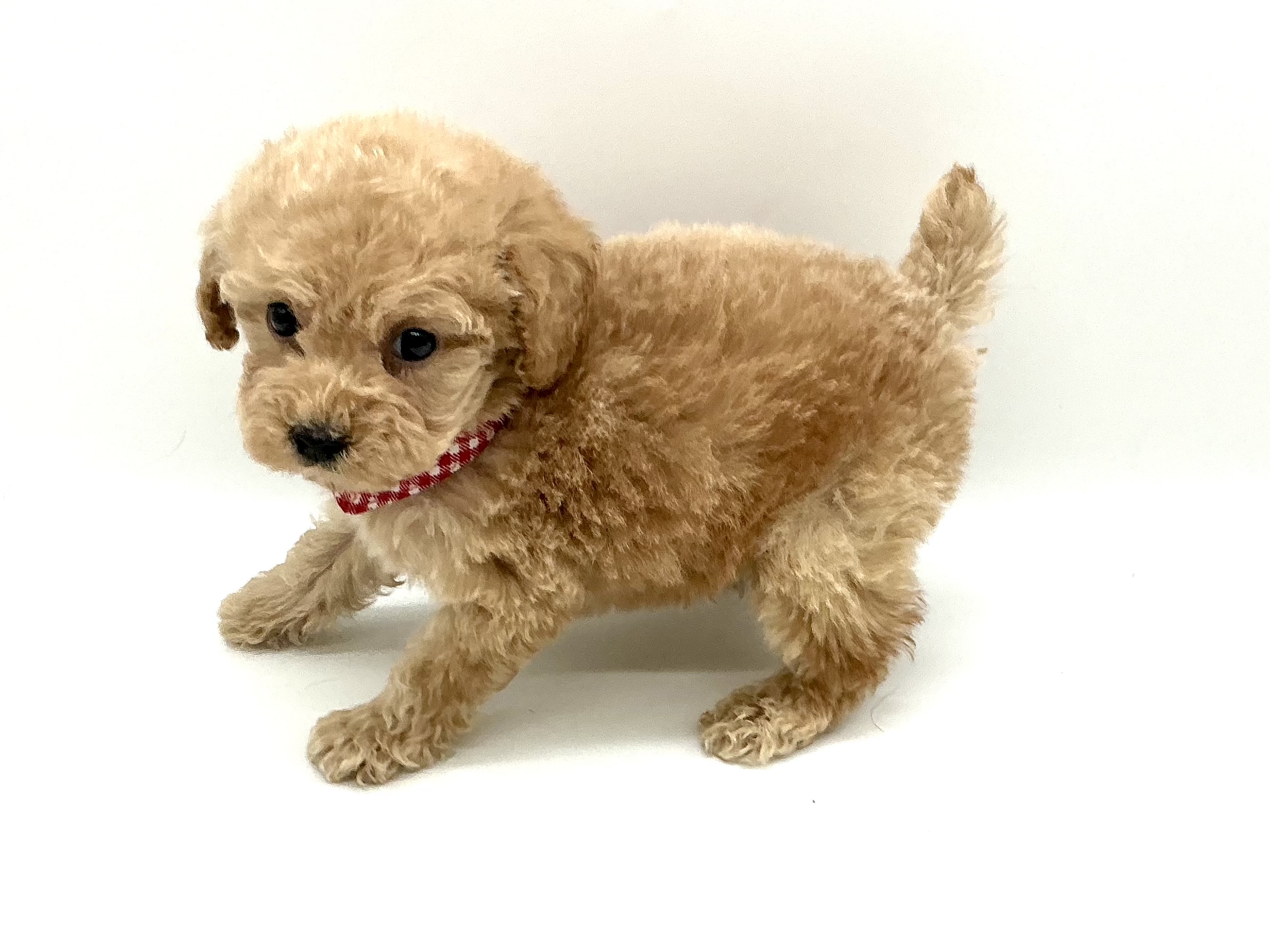 埼玉県のトイプードル(トイ) (ペッツワン鶴ヶ島店/2025年10月12日生まれ/男の子/アプリコット)の子犬の3枚目の画像