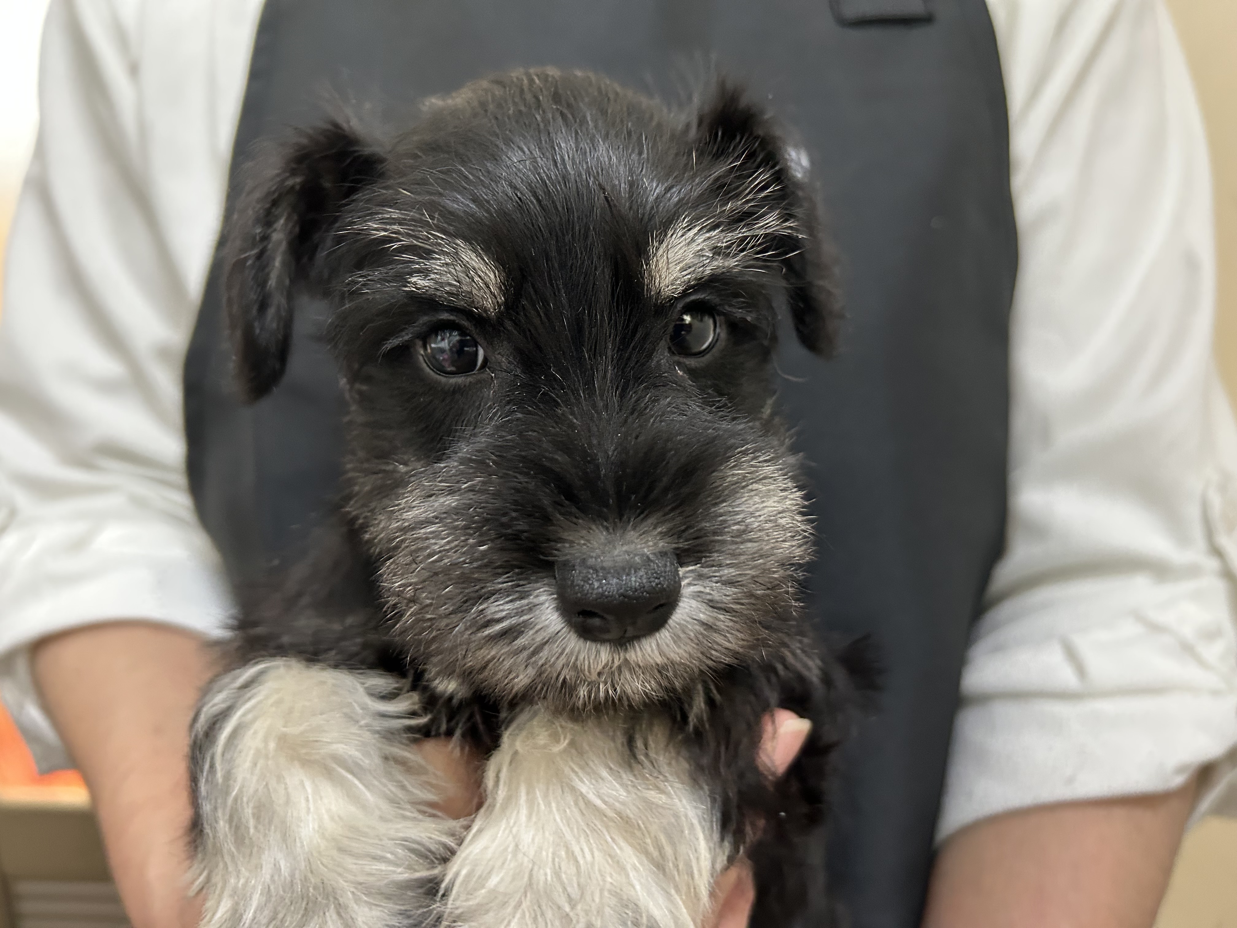 愛知県のミニチュアシュナウザー (ペッツワン名古屋堀田店/2025年10月12日生まれ/男の子/ブラックシルバー)の子犬
