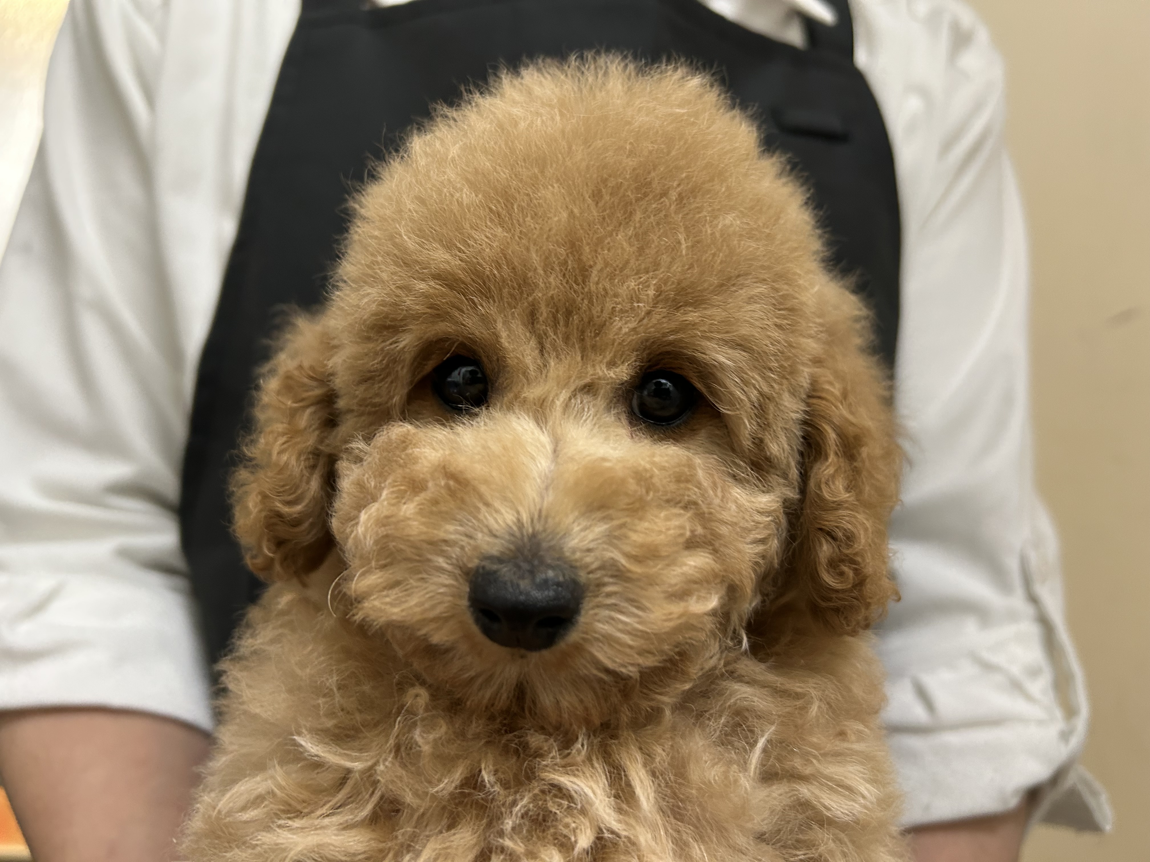 愛知県のトイプードル(トイ) (ペッツワン名古屋堀田店/2025年10月10日生まれ/女の子/アプリコット)の子犬