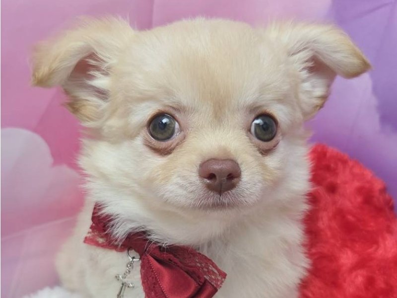 沖縄県のチワワ(ロング) (ペッツワンFCあがり浜店/2025年7月22日生まれ/男の子/ホワイトクリーム)の子犬