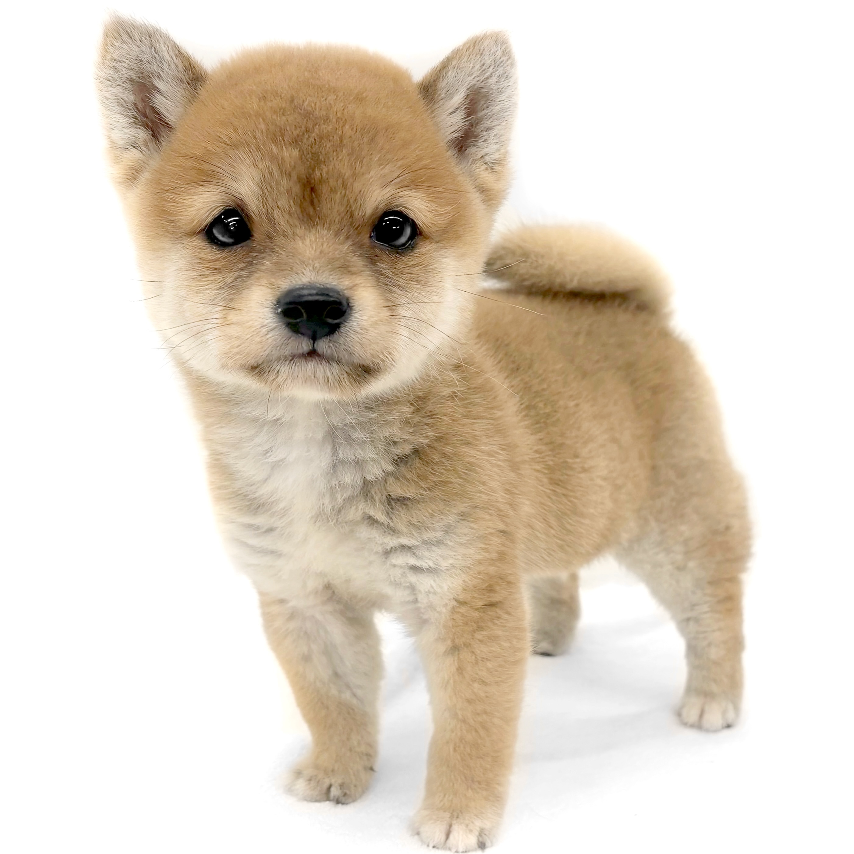 神奈川県の豆柴 (ペッツワン城山店/2025年10月10日生まれ/男の子/赤)の子犬