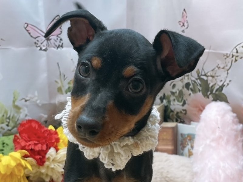 沖縄県のミニチュアピンシャー (ペッツワンFCあがり浜店/2025年8月15日生まれ/男の子/ブラックタン)の子犬