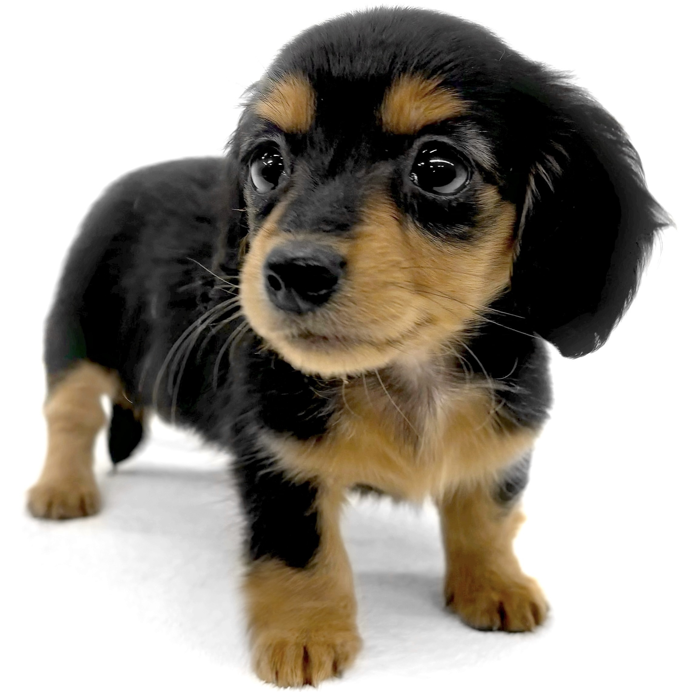 神奈川県のカニンヘンダックスフンド(ロング) (ペッツワン城山店/2025年10月10日生まれ/女の子/ブラックタン)の子犬