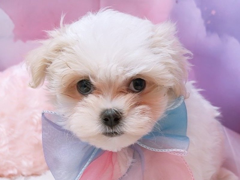 沖縄県のマルチーズ (ペッツワンFCあがり浜店/2025年8月20日生まれ/女の子/ホワイト)の子犬