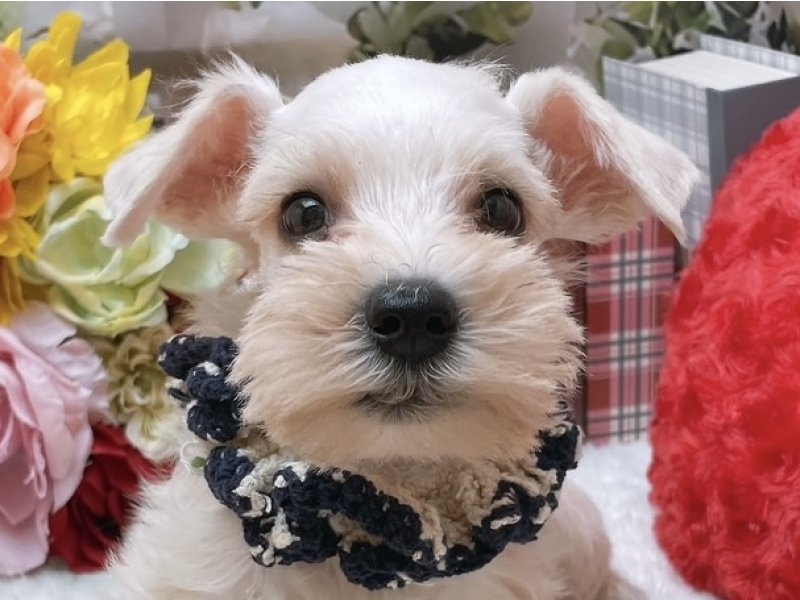 沖縄県のミニチュアシュナウザー (ペッツワンFCあがり浜店/2025年9月13日生まれ/男の子/ウィートン)の子犬