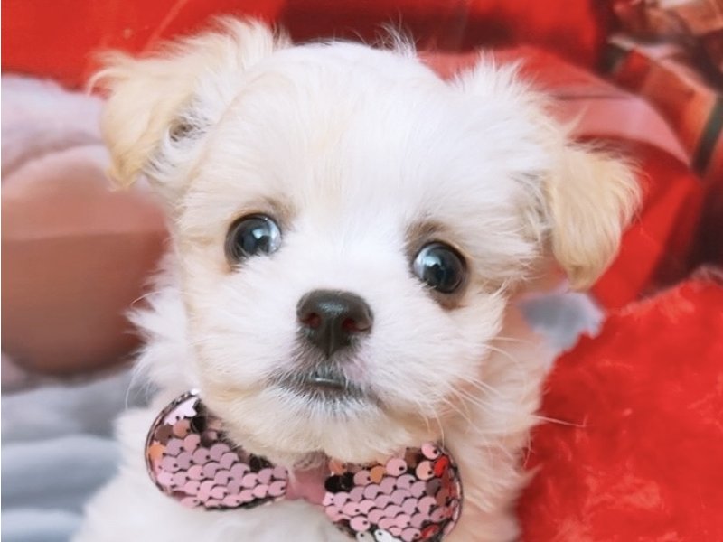 沖縄県のハーフ犬・ミックス犬 (ペッツワンFCあがり浜店/2025年10月4日生まれ/女の子/クリームホワイト)の子犬