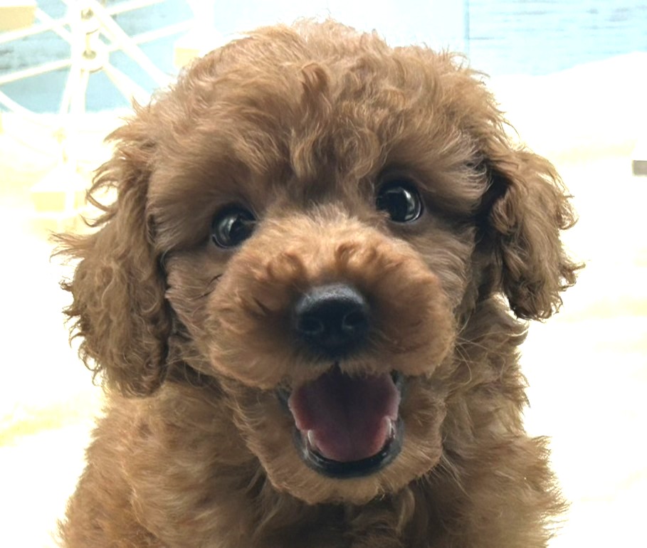 静岡県のトイプードル(トイ) (ペッツワン藤枝店/2025年9月3日生まれ/男の子/レッド)の子犬の1枚目の画像