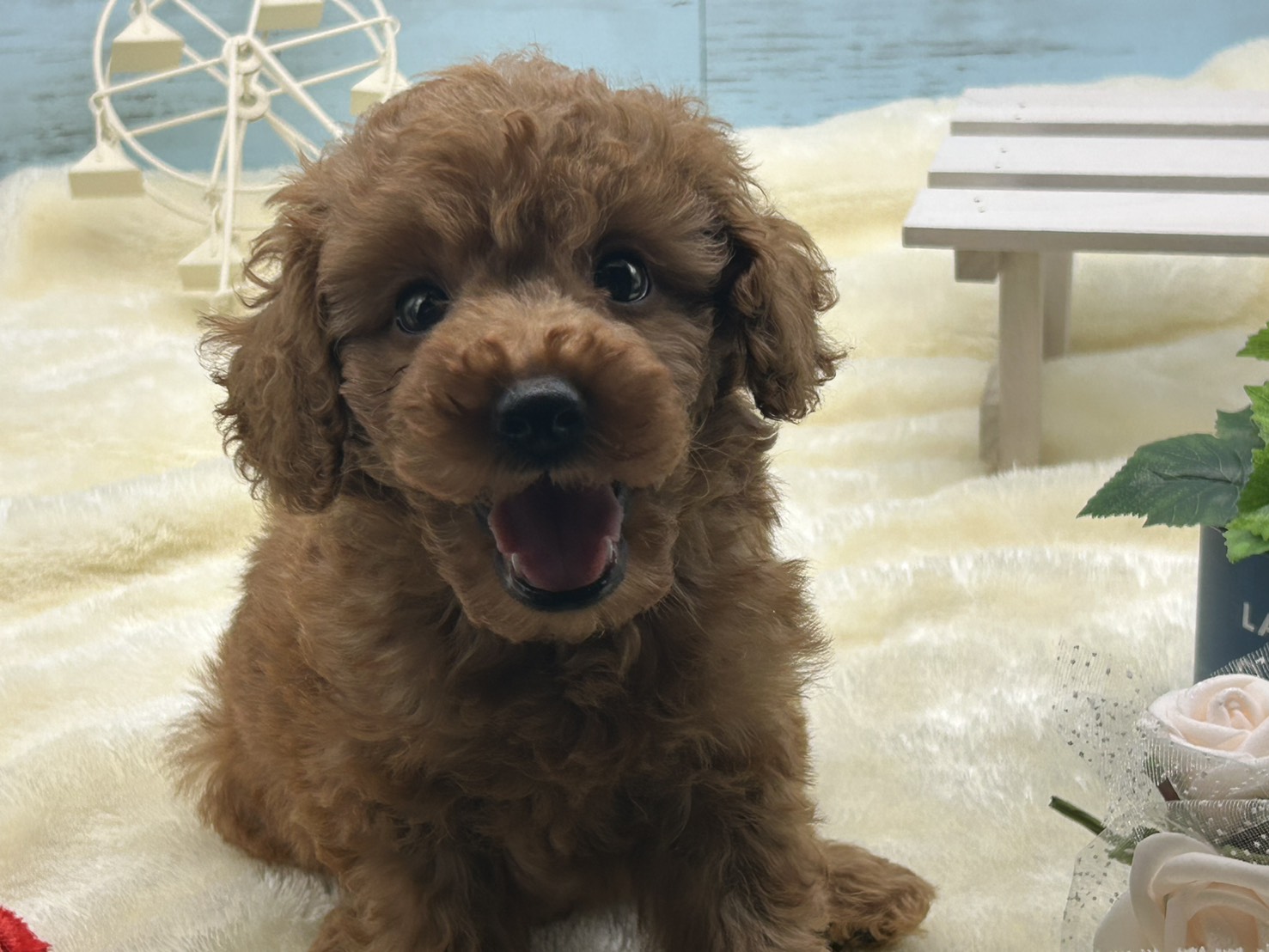 静岡県のトイプードル(トイ) (ペッツワン藤枝店/2025年9月3日生まれ/男の子/レッド)の子犬の2枚目の画像