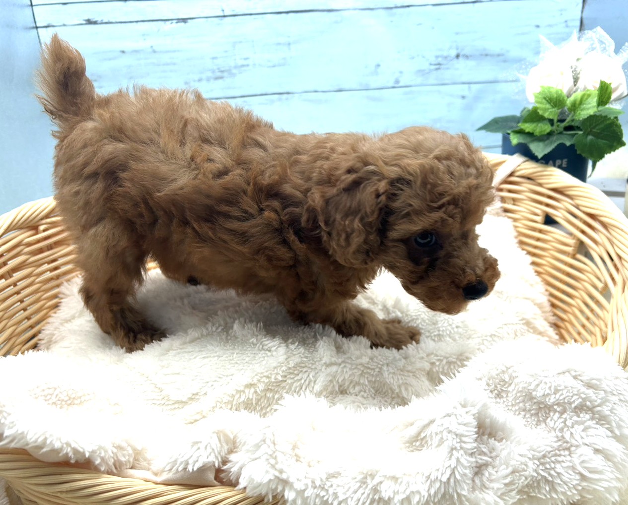 静岡県のトイプードル(トイ) (ペッツワン藤枝店/2025年9月3日生まれ/男の子/レッド)の子犬の3枚目の画像