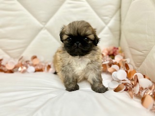 茨城県のペキニーズ (ペッツワン石岡玉里店/2025年9月25日生まれ/男の子/フォーン)の子犬の2枚目の画像