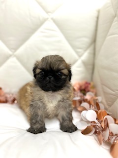 茨城県のペキニーズ (ペッツワン石岡玉里店/2025年9月25日生まれ/男の子/フォーン)の子犬の3枚目の画像