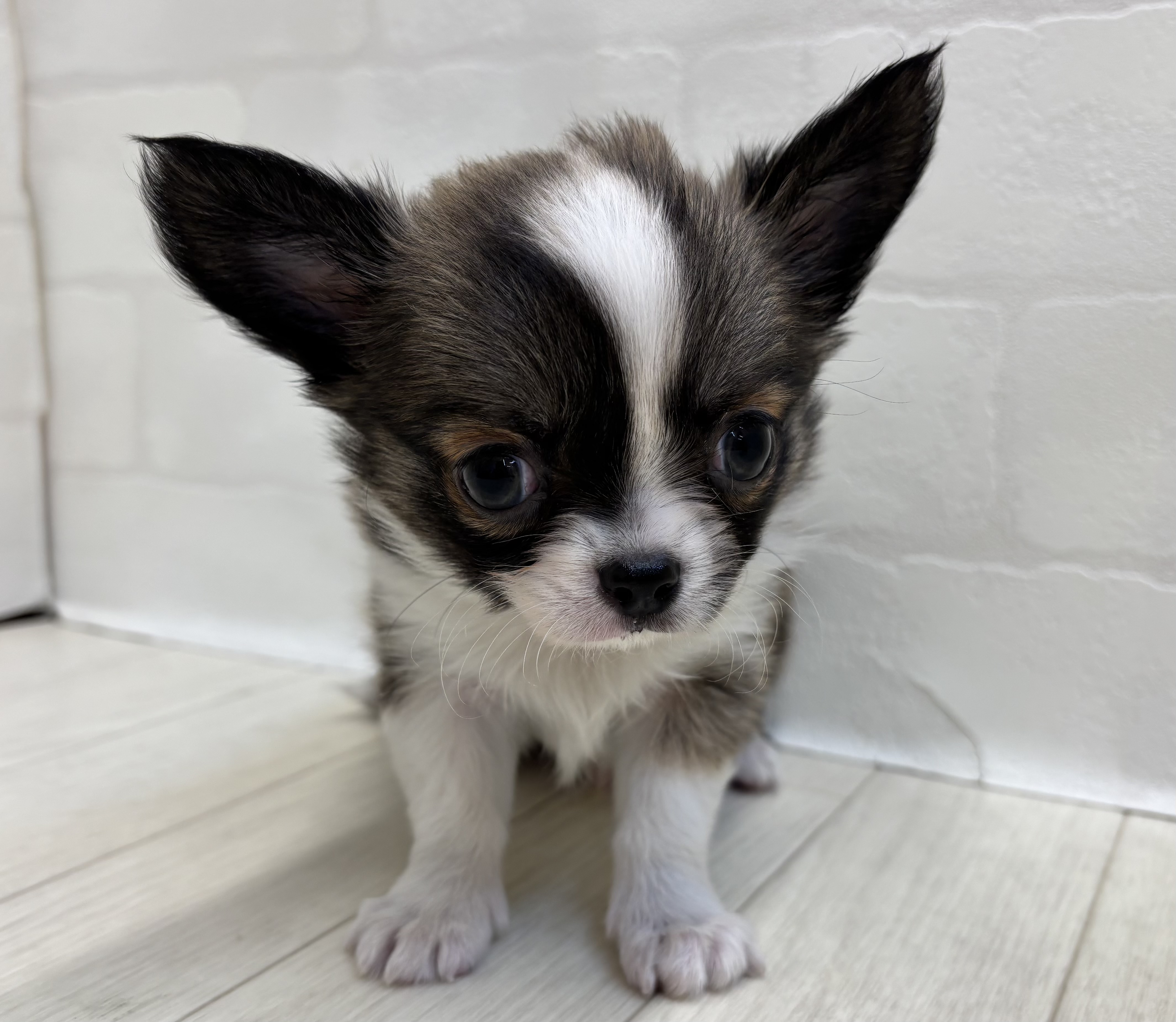 埼玉県のチワワ(ロング) (ペッツワン大利根店/2025年10月14日生まれ/男の子/フォーンホワイト)の子犬の2枚目の画像