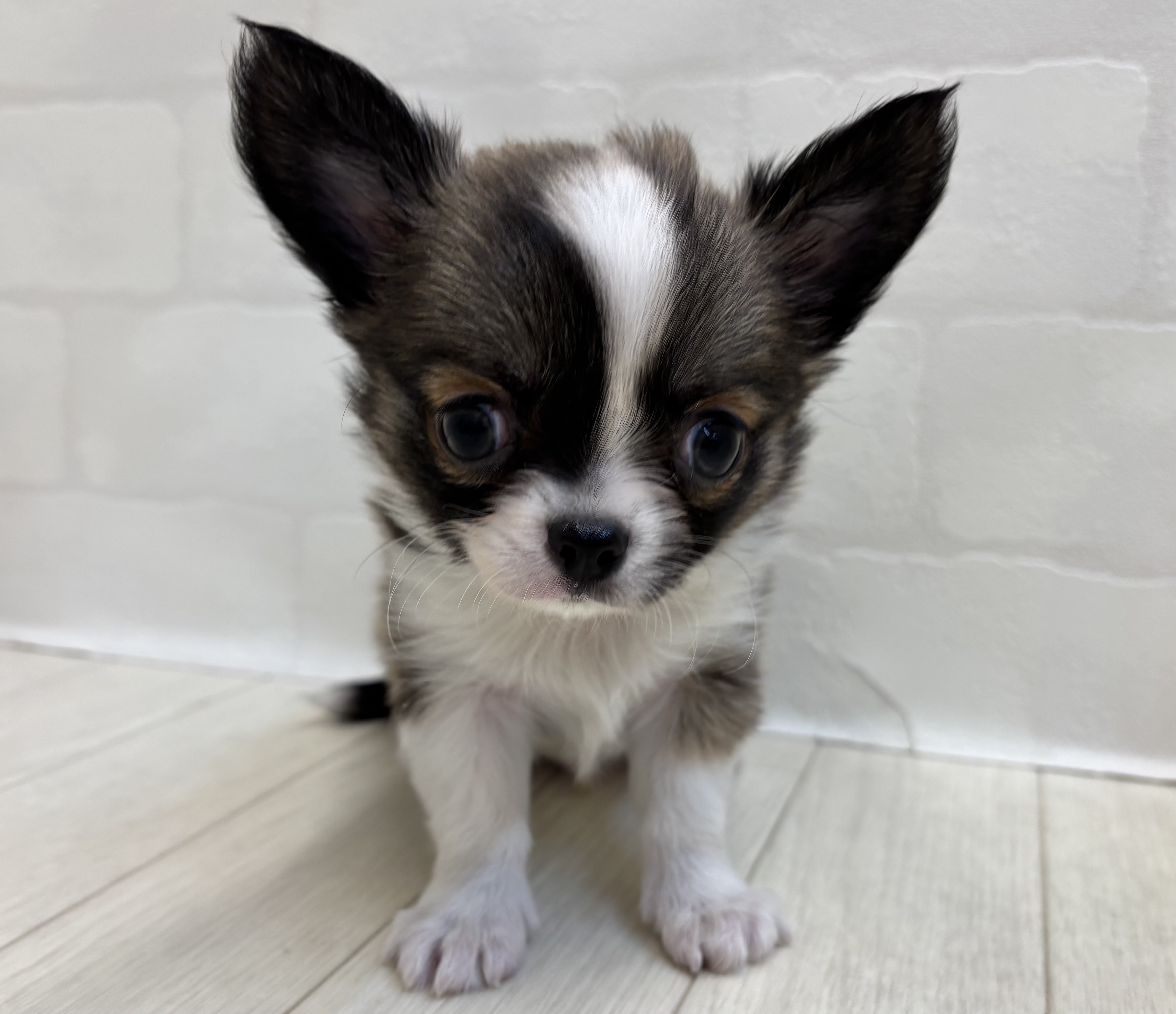 埼玉県のチワワ(ロング) (ペッツワン大利根店/2025年10月14日生まれ/男の子/フォーンホワイト)の子犬の1枚目の画像